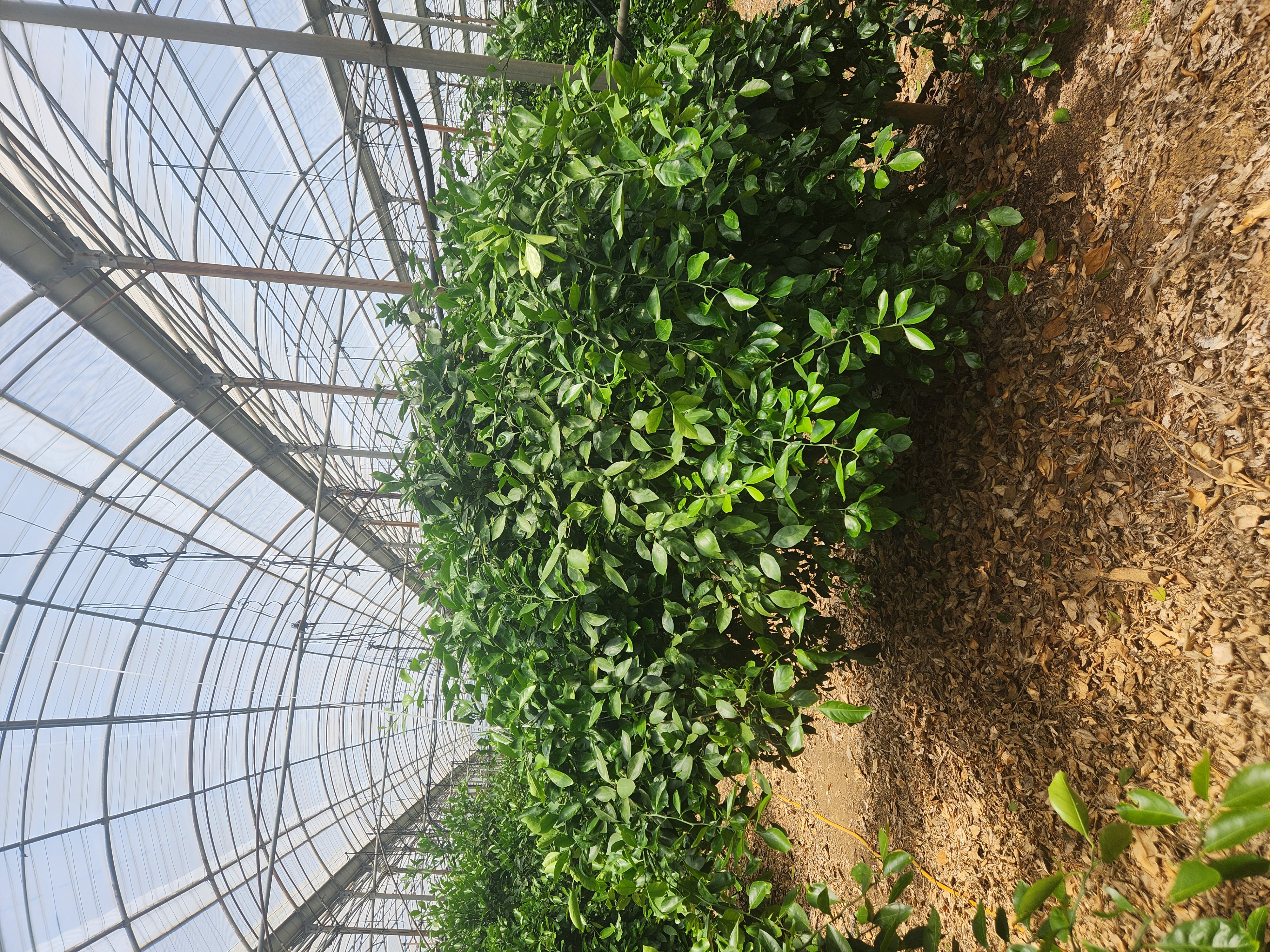 감귤잎 상태 질의