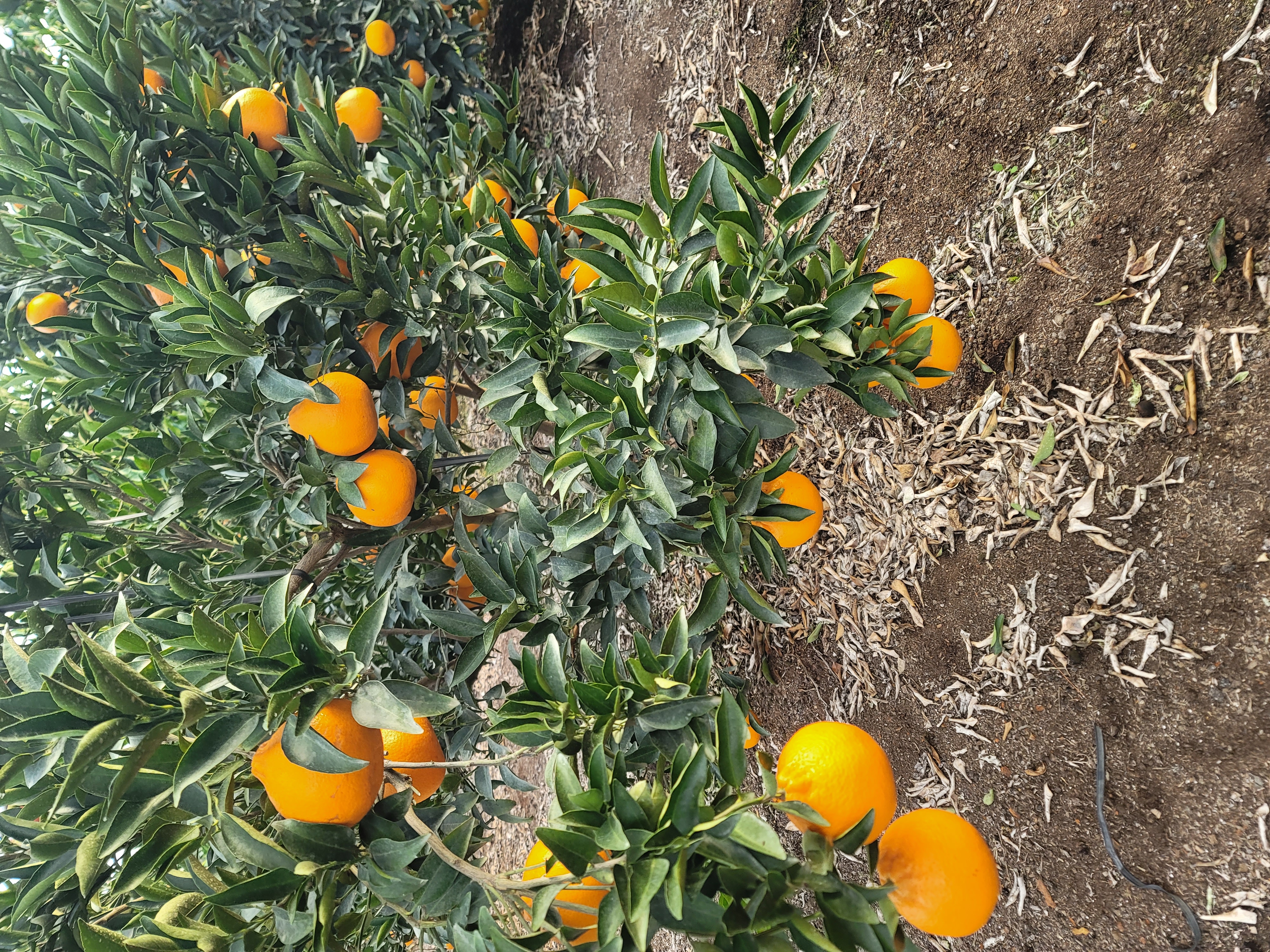 천혜향 과실모양