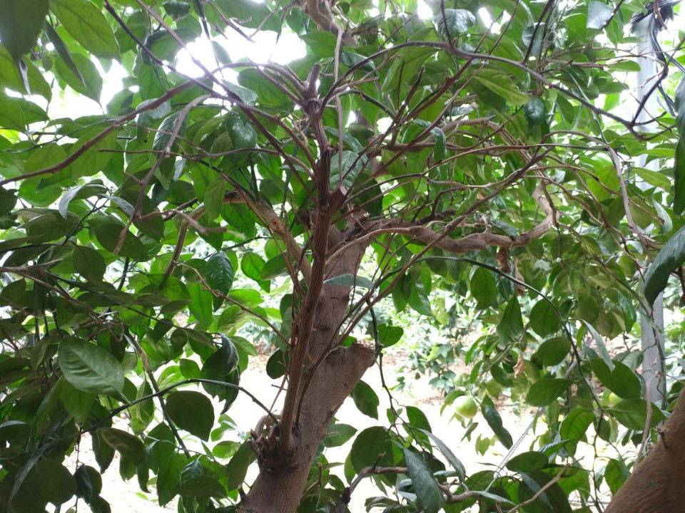 감귤 나무 죽은가지가 너무 많습니다.