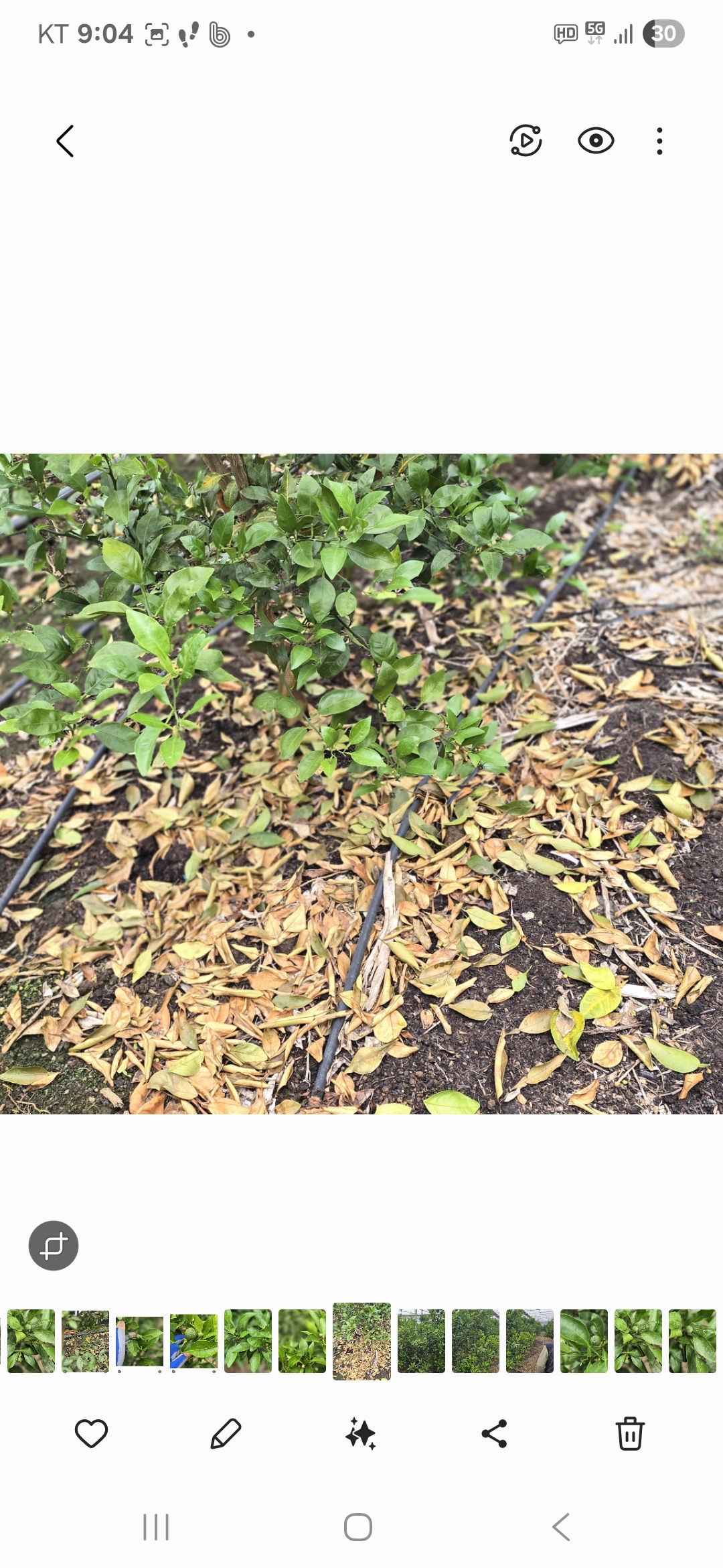 써니트 한라봉 과다낙과 