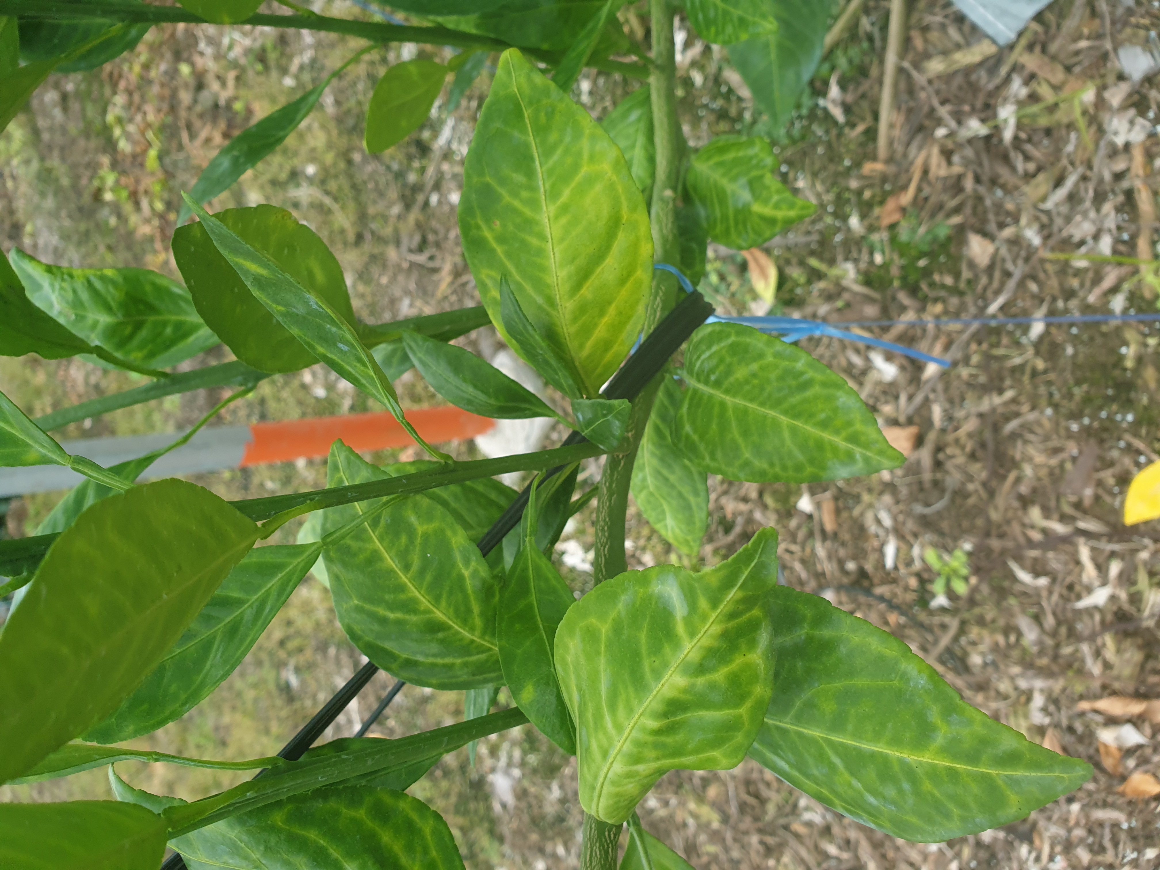 레드향접순관련