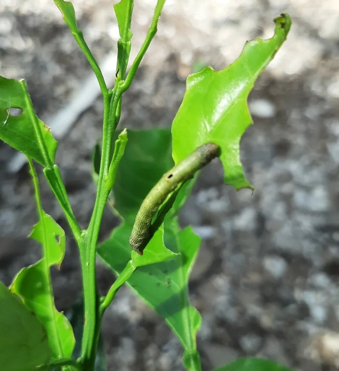 비가림하우스(월동) 귤, 새순 벌레