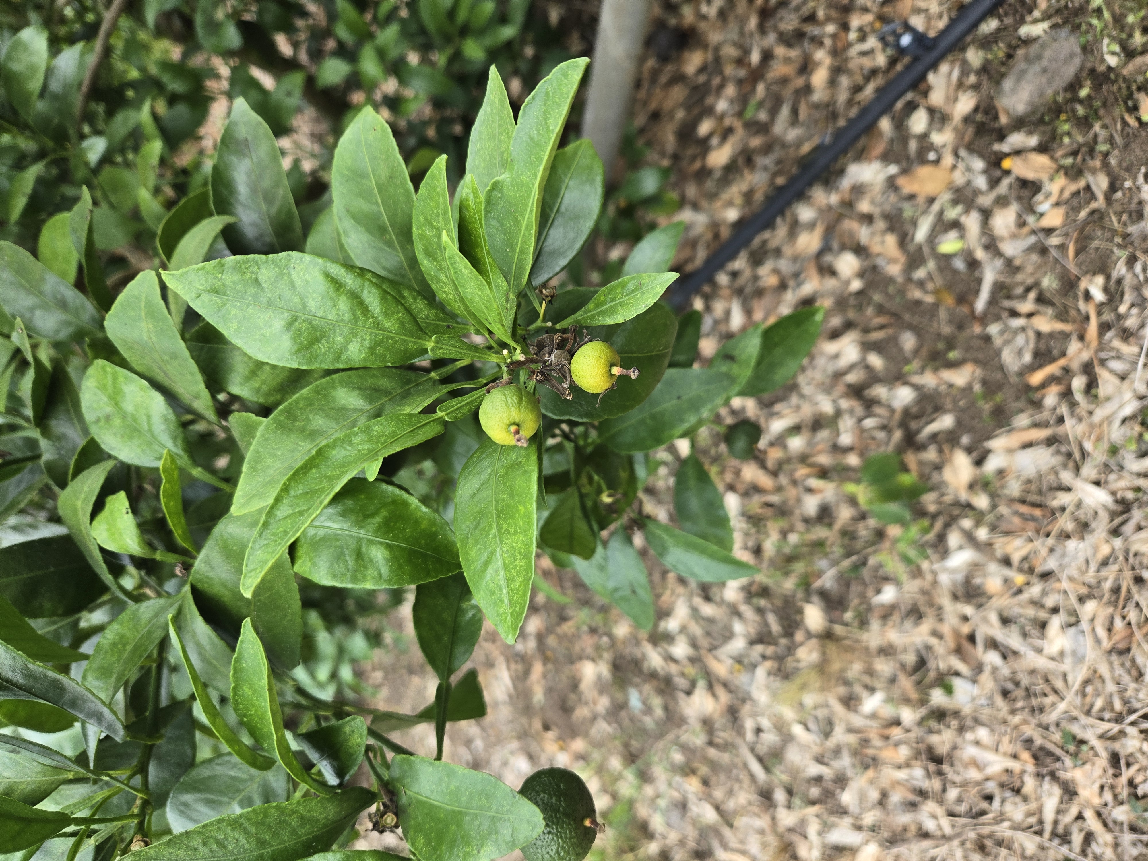 한라봉 비가림 하우스