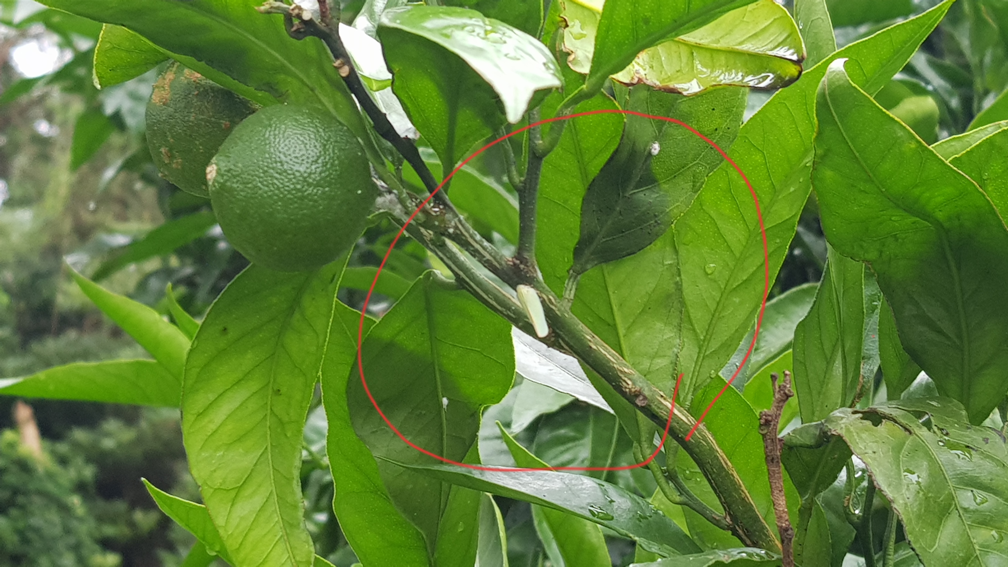 이나방이 뭔지 알고싶습니다.