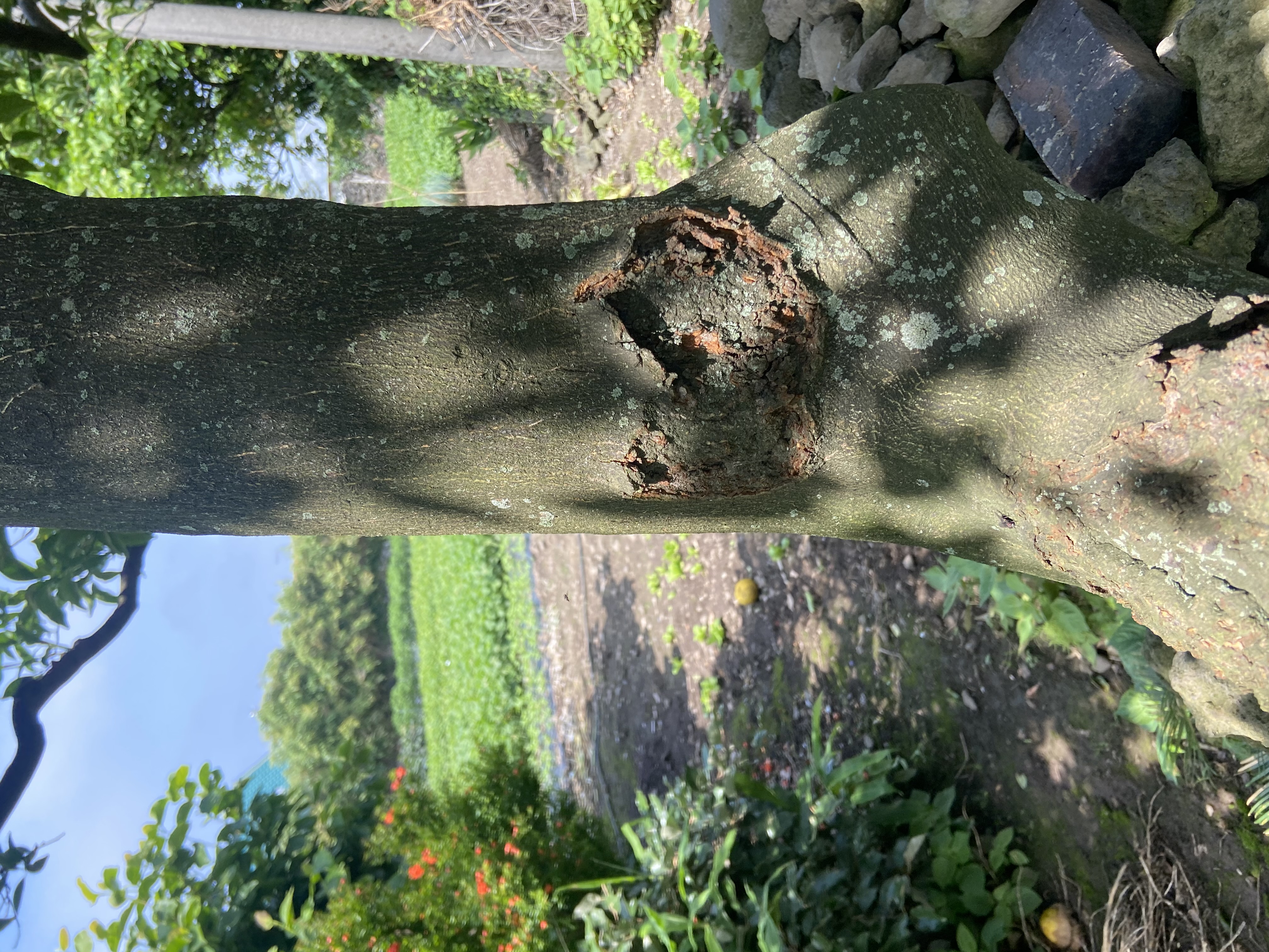 하귤나무 밑둥에 생긴 병에 대한 치료 방법?