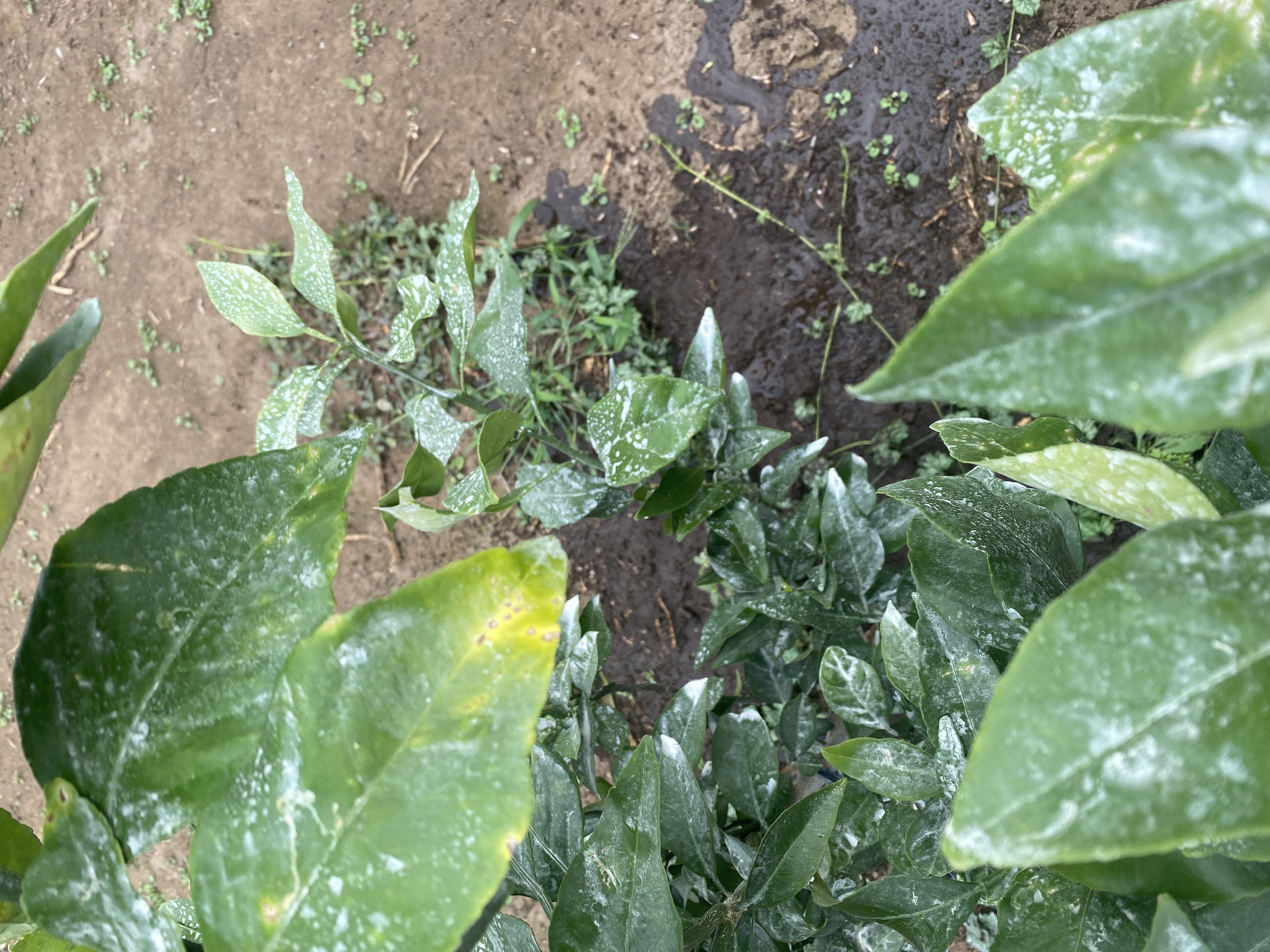 황금향 이파리 좀 봐주세요