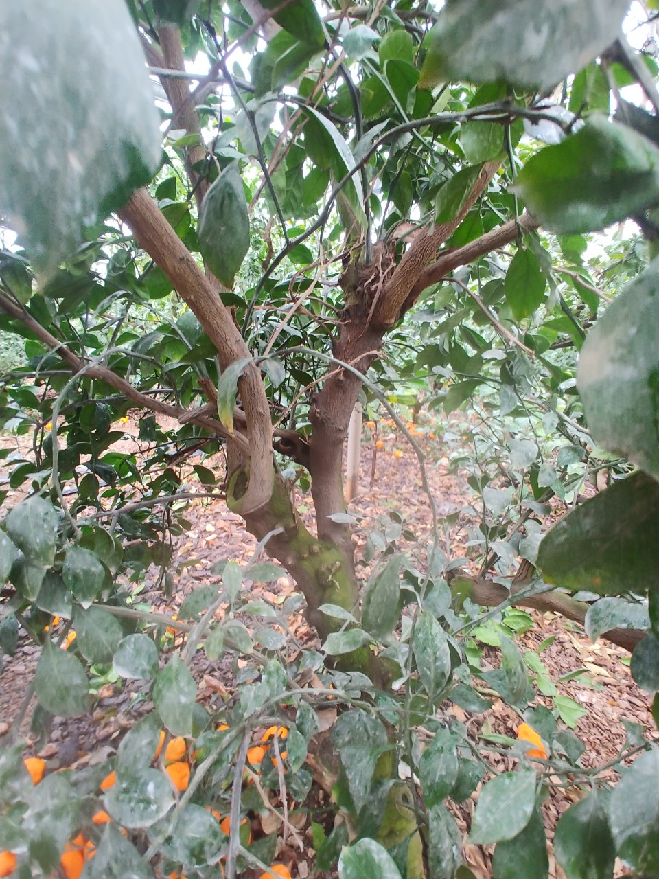 잎 갈변 후 가지 고사 문의입니다.