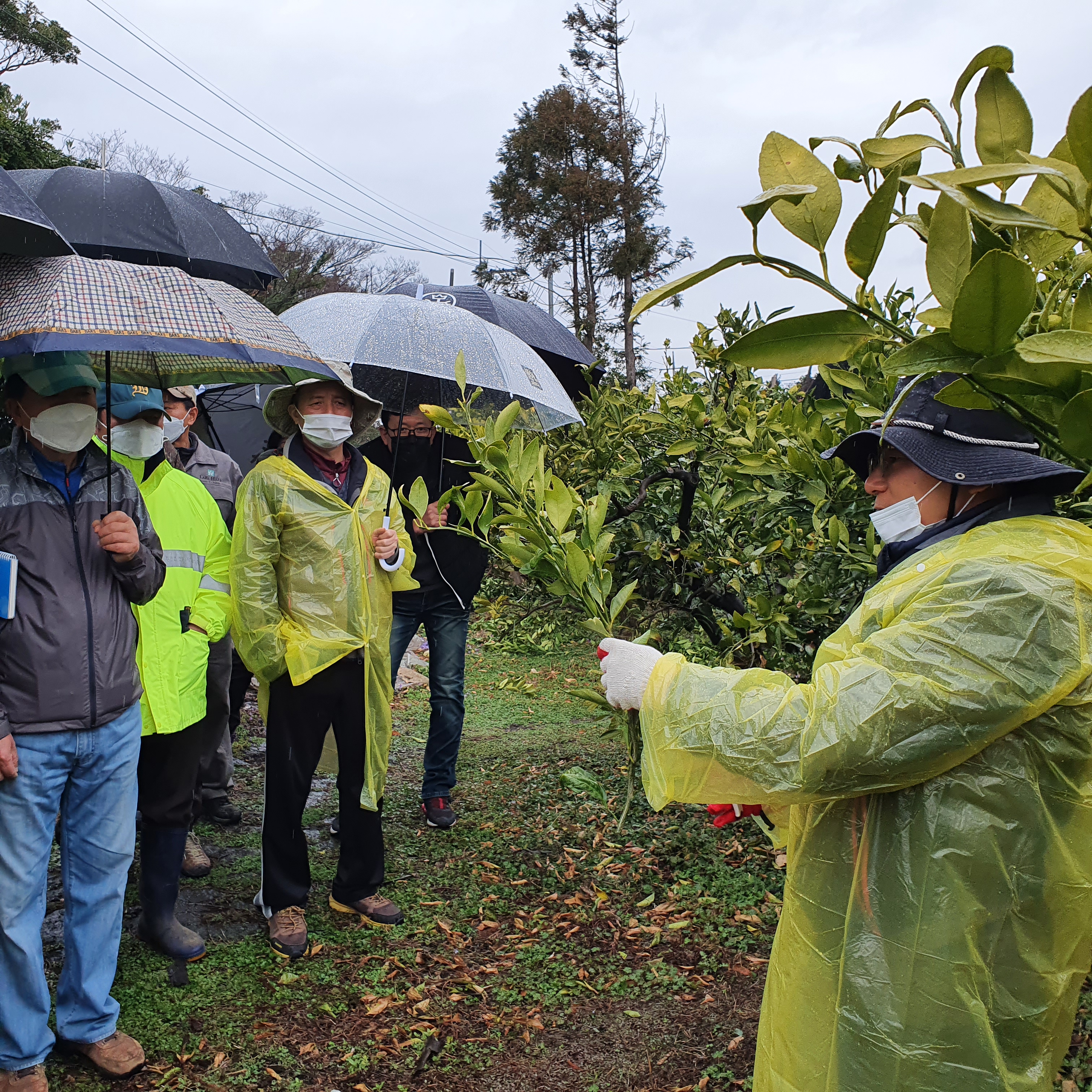 2021년 감귤 정지·전정 교육