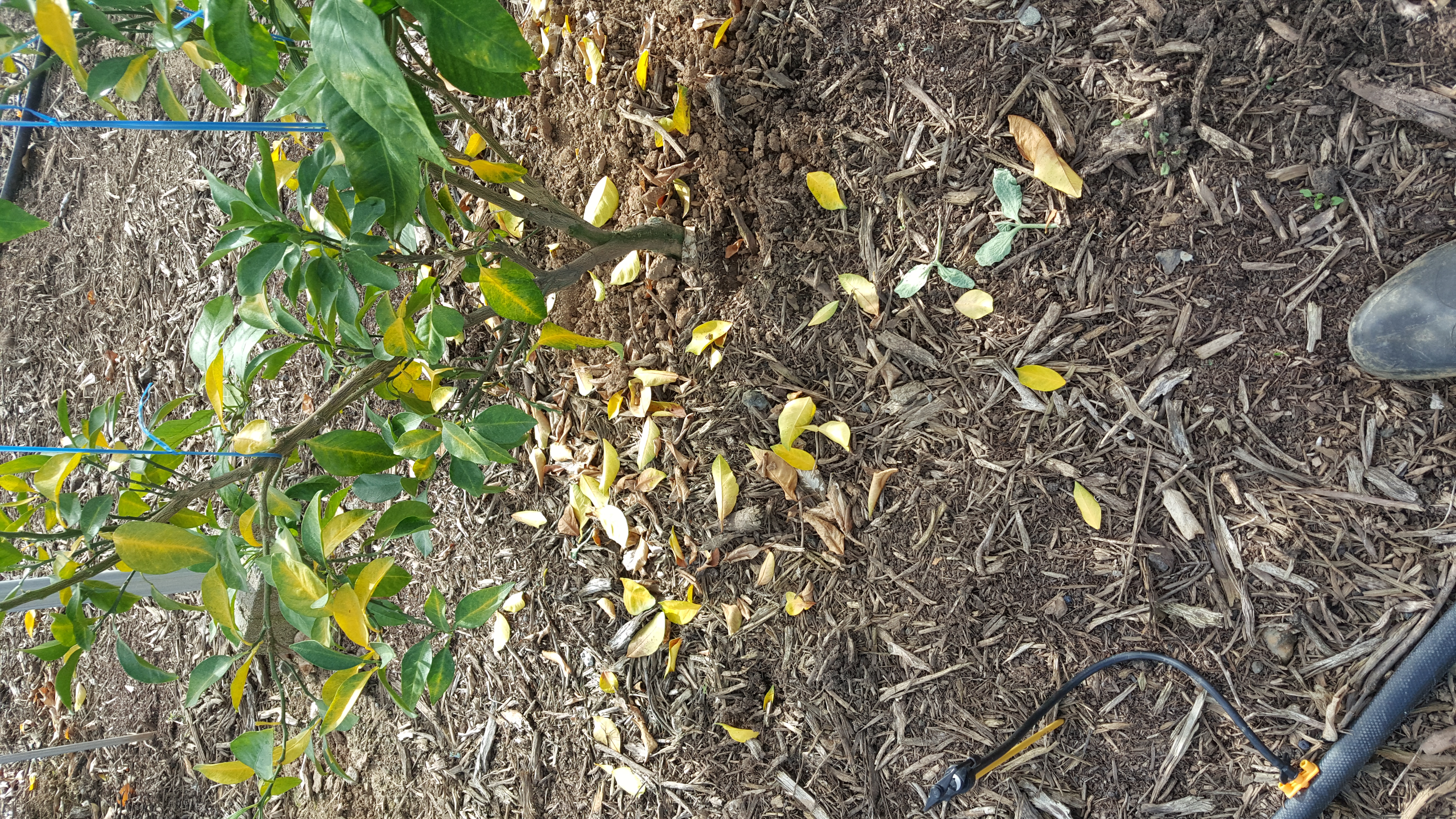 황금향 상담입니다