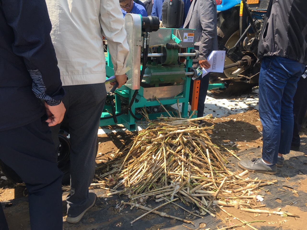 제주형 마늘줄기 절단선별기 현장시연회