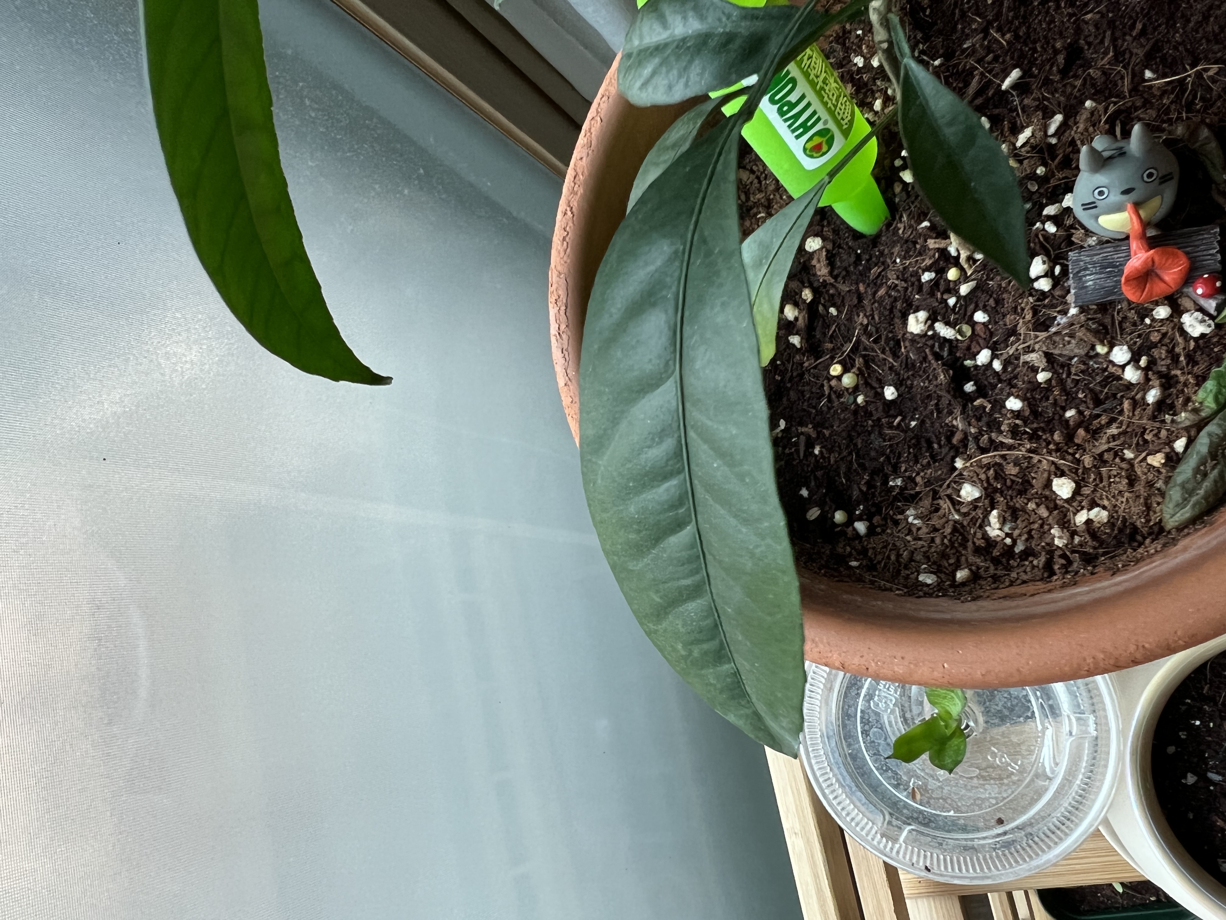 레드향 잎 오그라들음