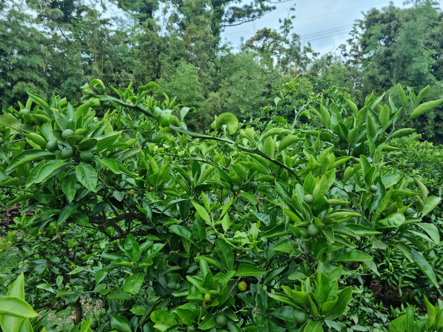 도장지 전정 관련