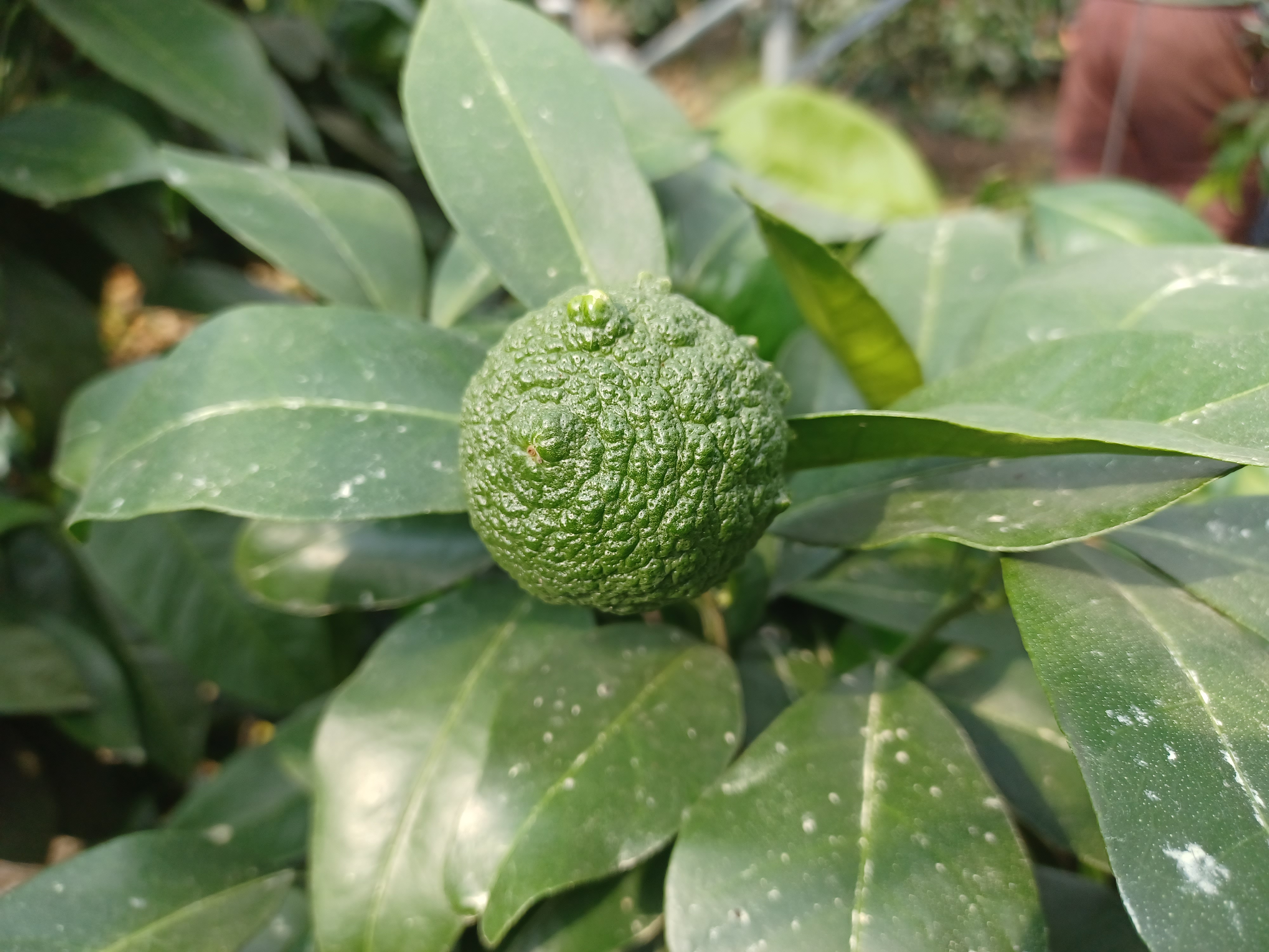 카라향 열매 증상 알고 싶습니다