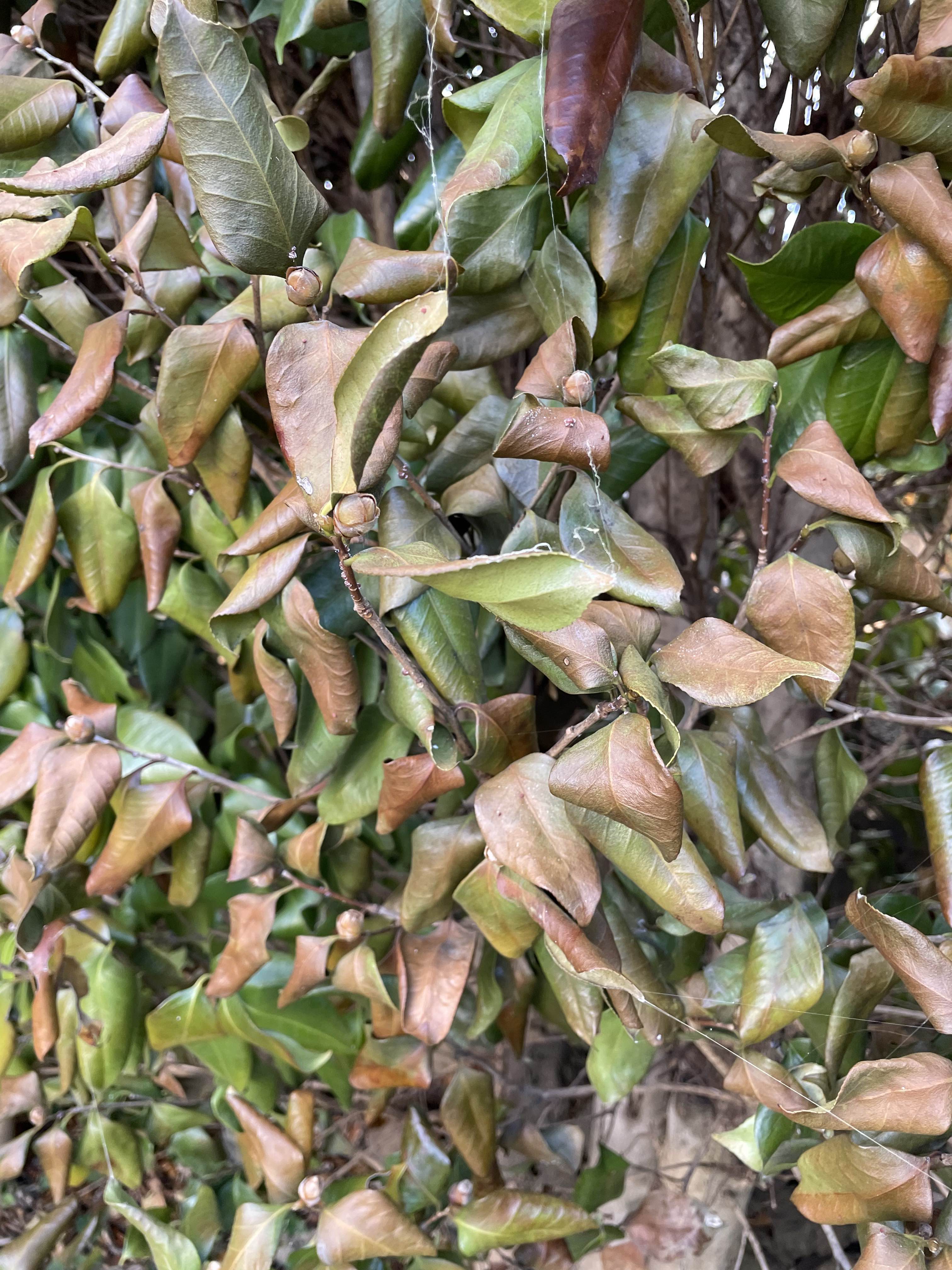 동백나무 병충해 문의