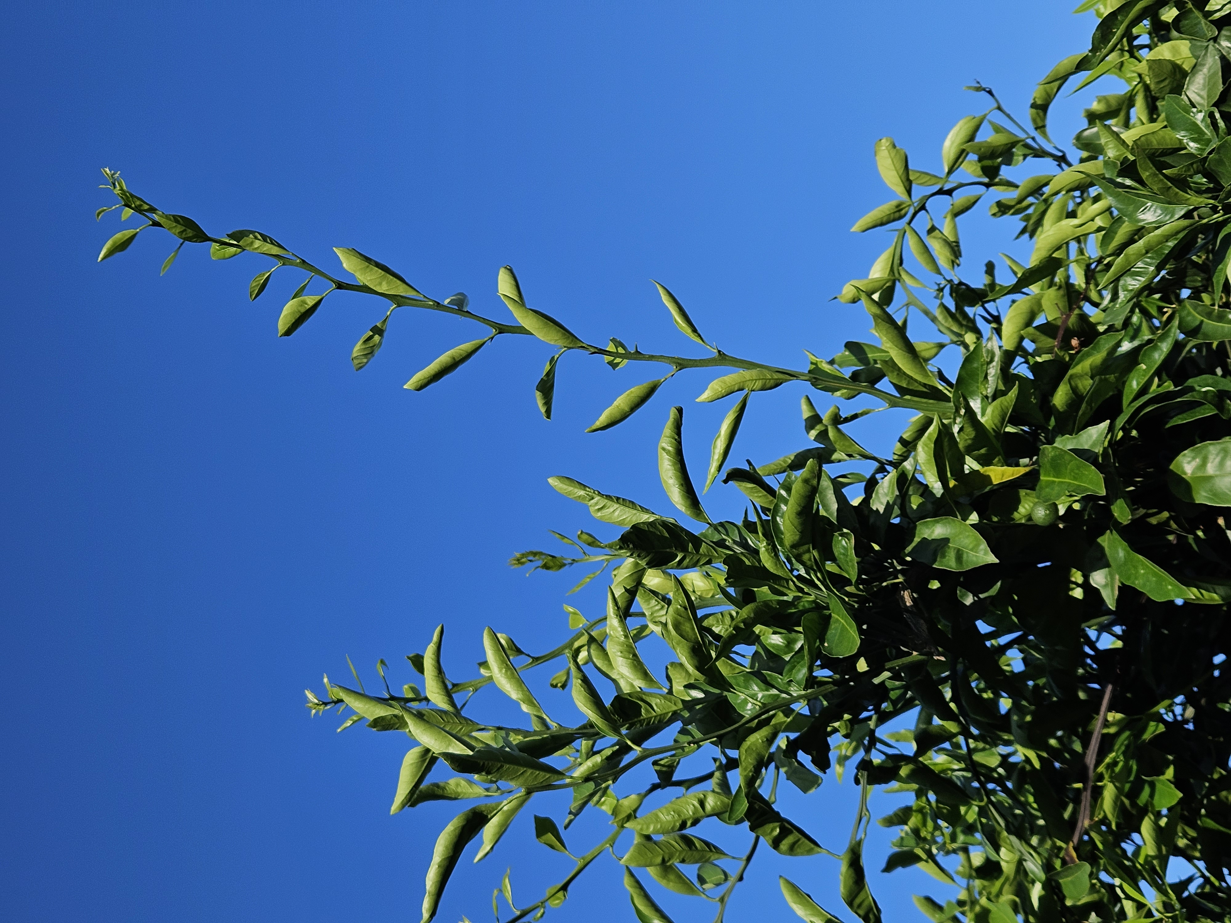 감귤나무 관리, 하우스관리 문의