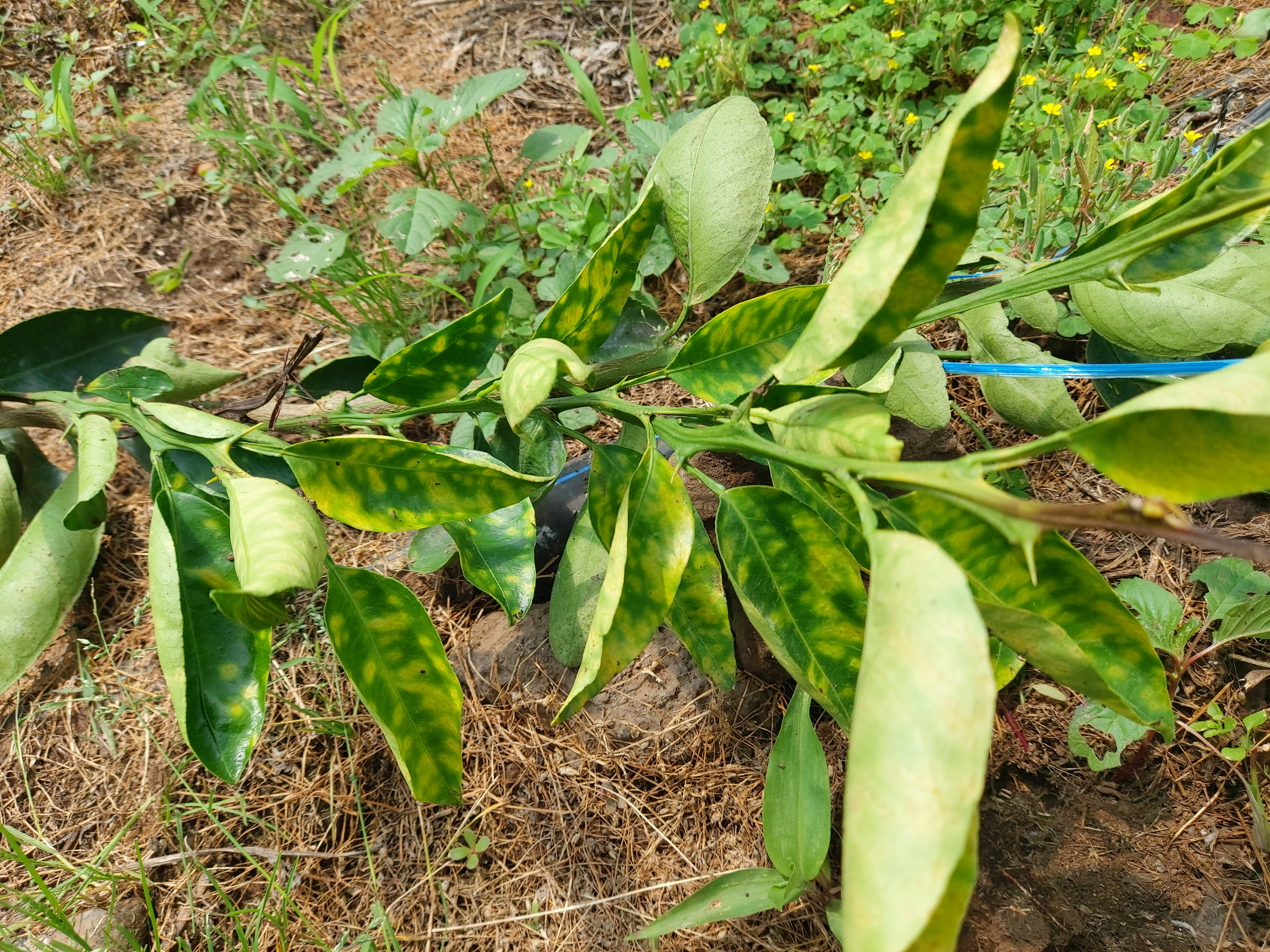 레드향 고접수 증상문의