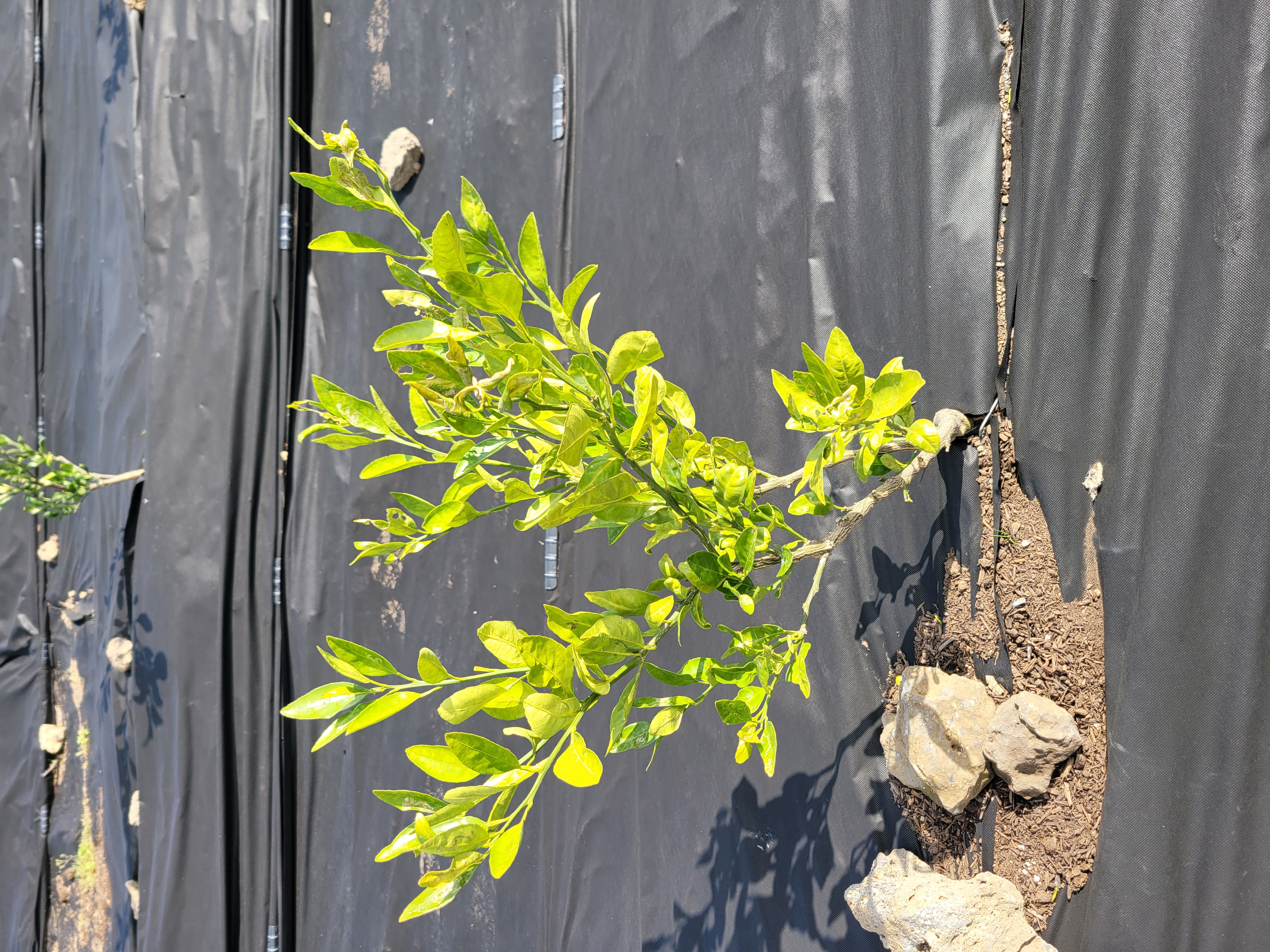 유라조생나무상태