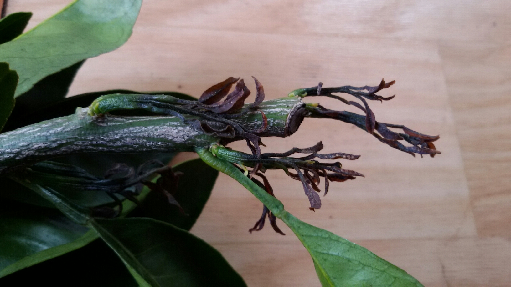 노지감귤 신초 타는 증상