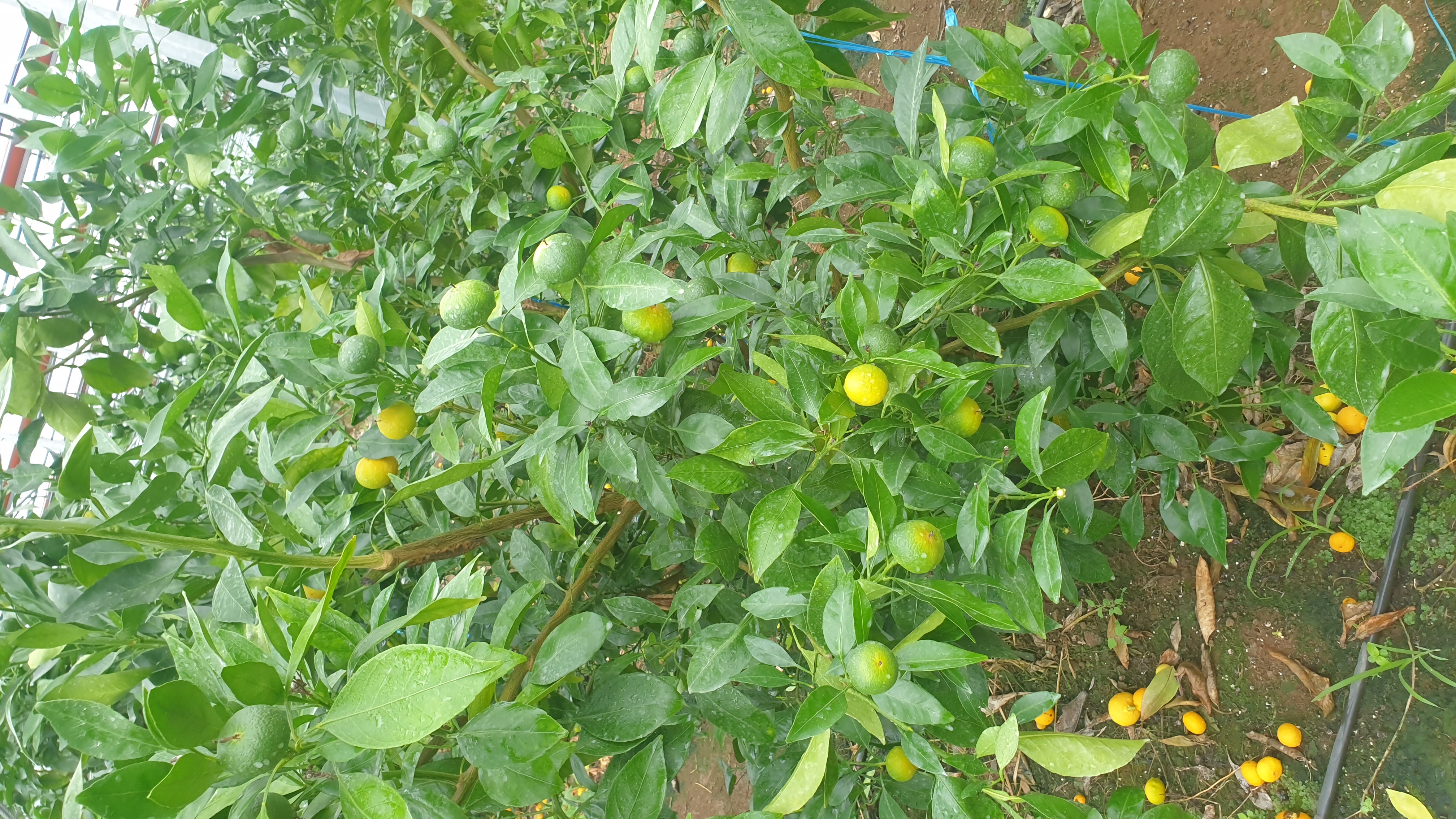 레드향 낙과 과다