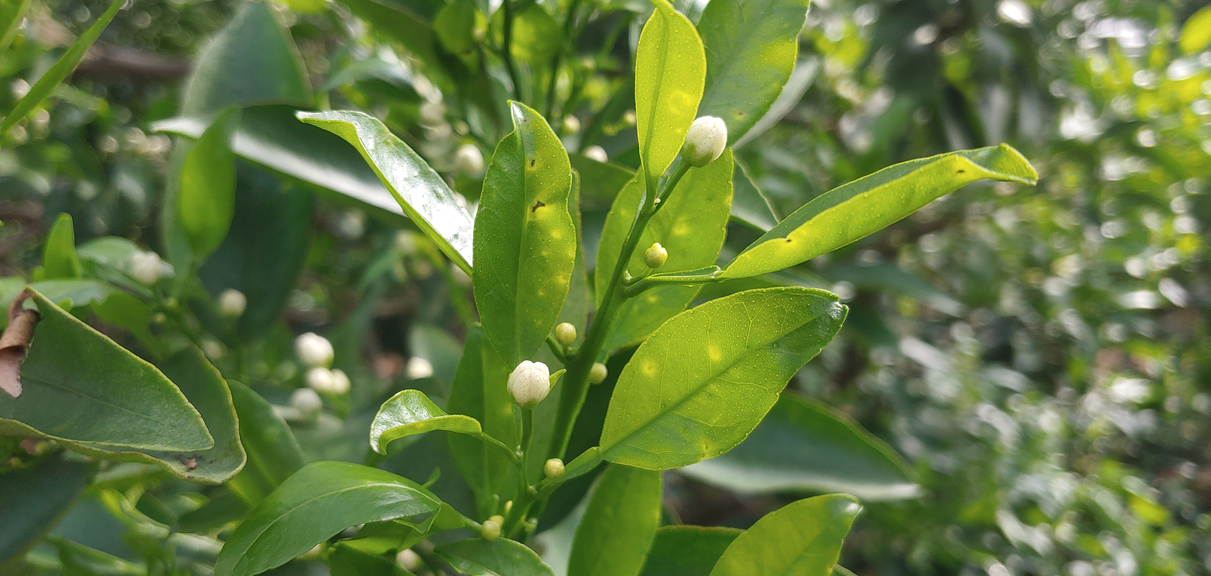 천혜향 새순에 발생한 것입니다.