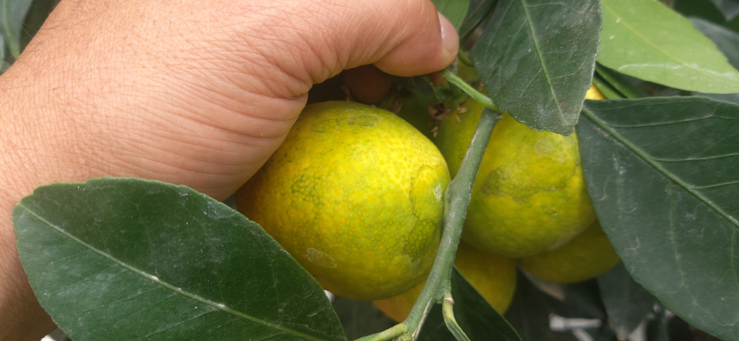 하우스 감귤 재배 상태 확인 부탁드립니다.