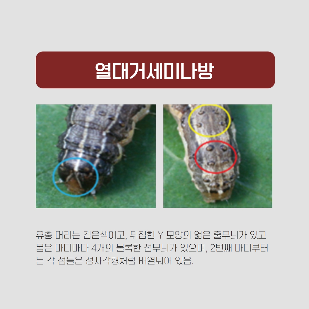 '열대거세미나방' 조기 발견과 신속한 방제가 필요합니다.
