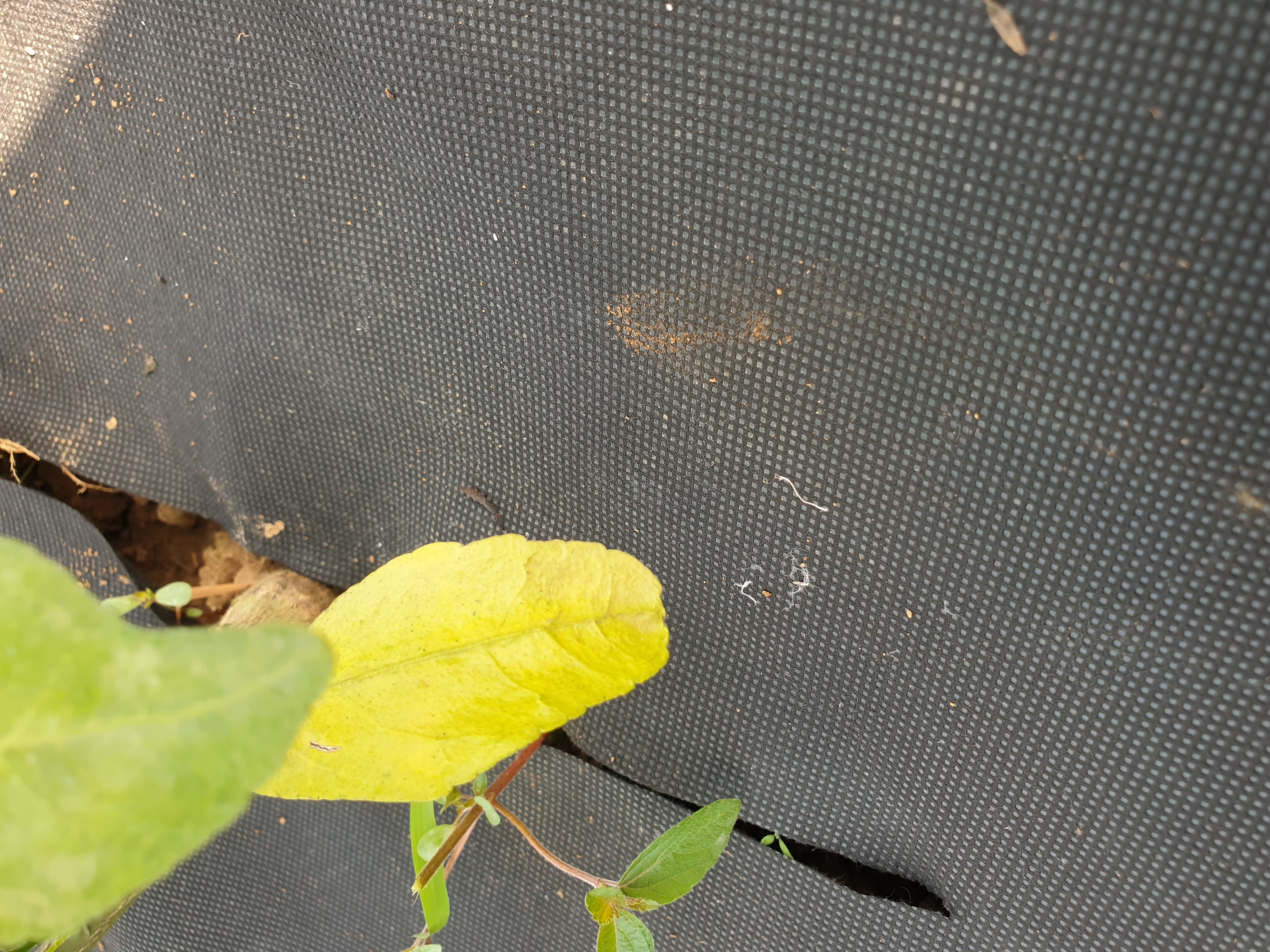 레드향 잎의 황변현상