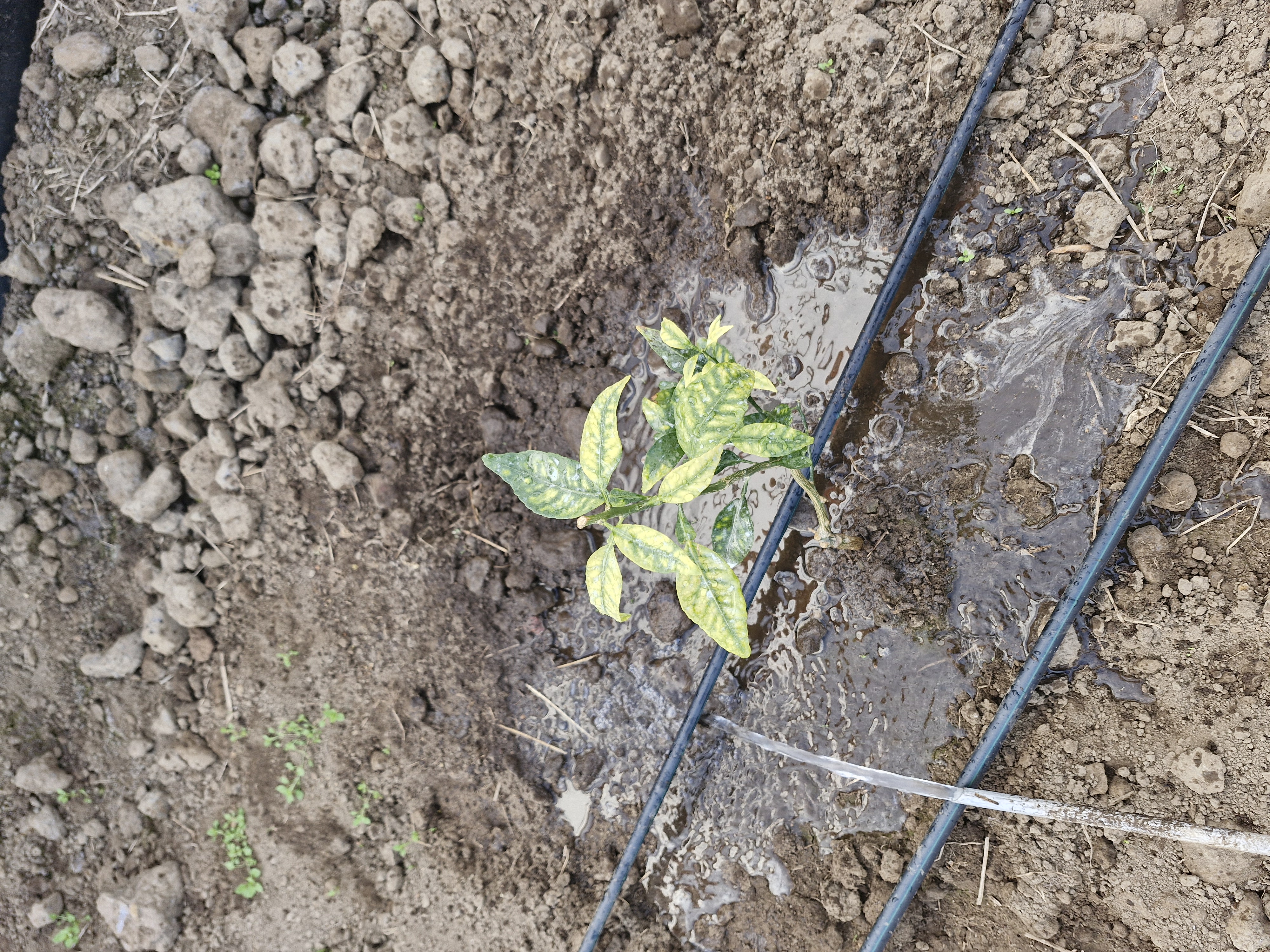 한라봉 잎  색깔