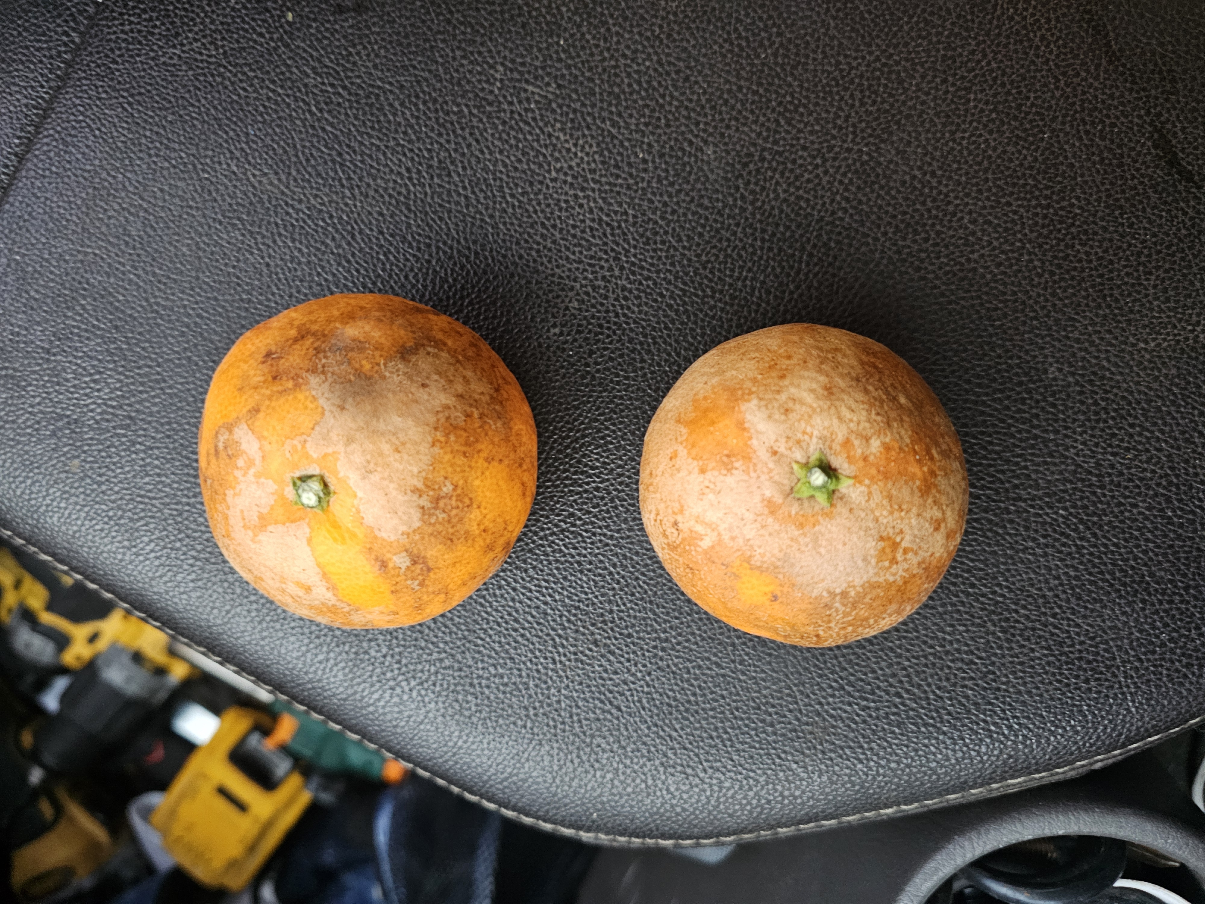 카라향 병해충 관련