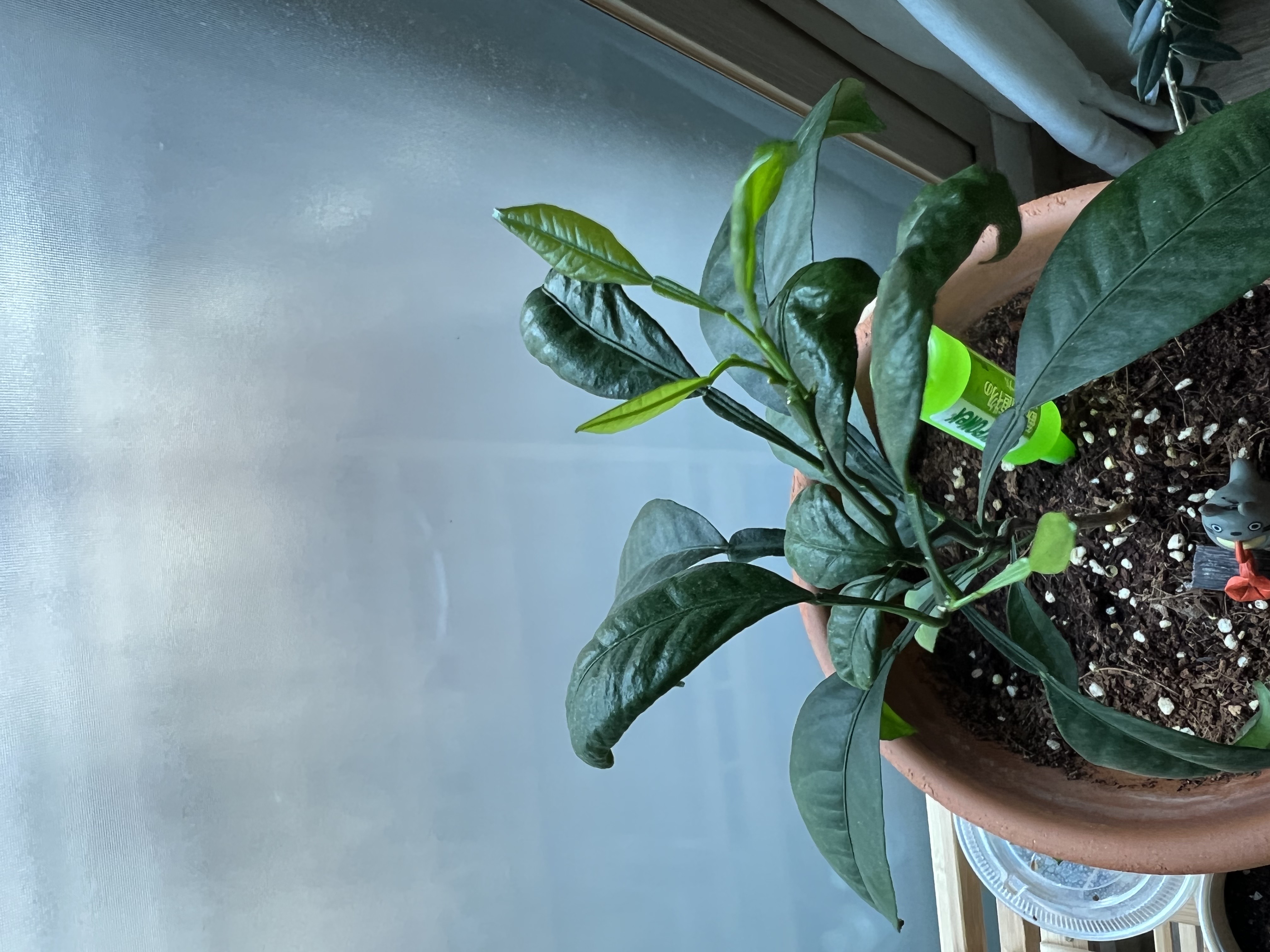 레드향 잎 오그라들음