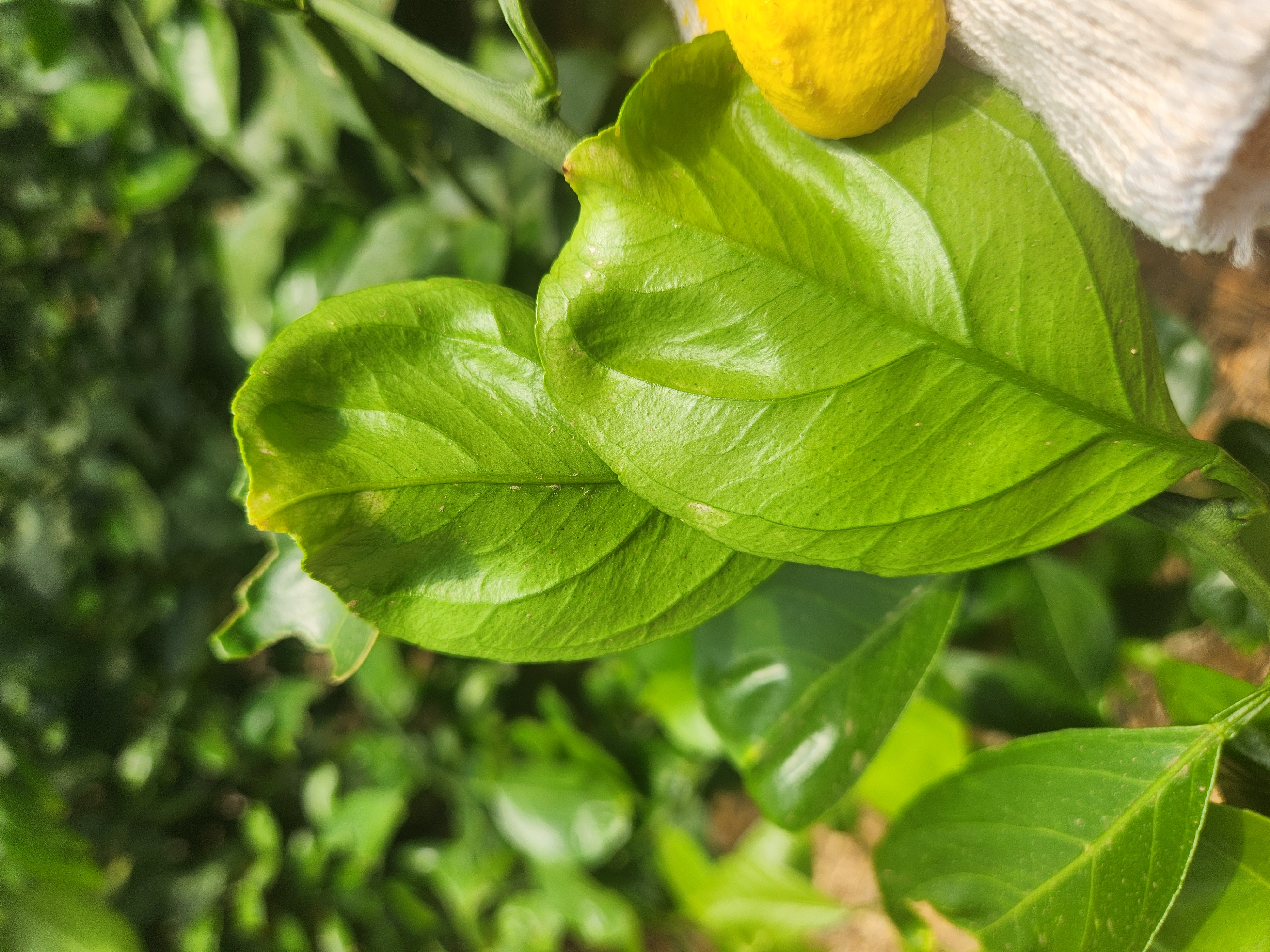 감귤잎 상태 질의