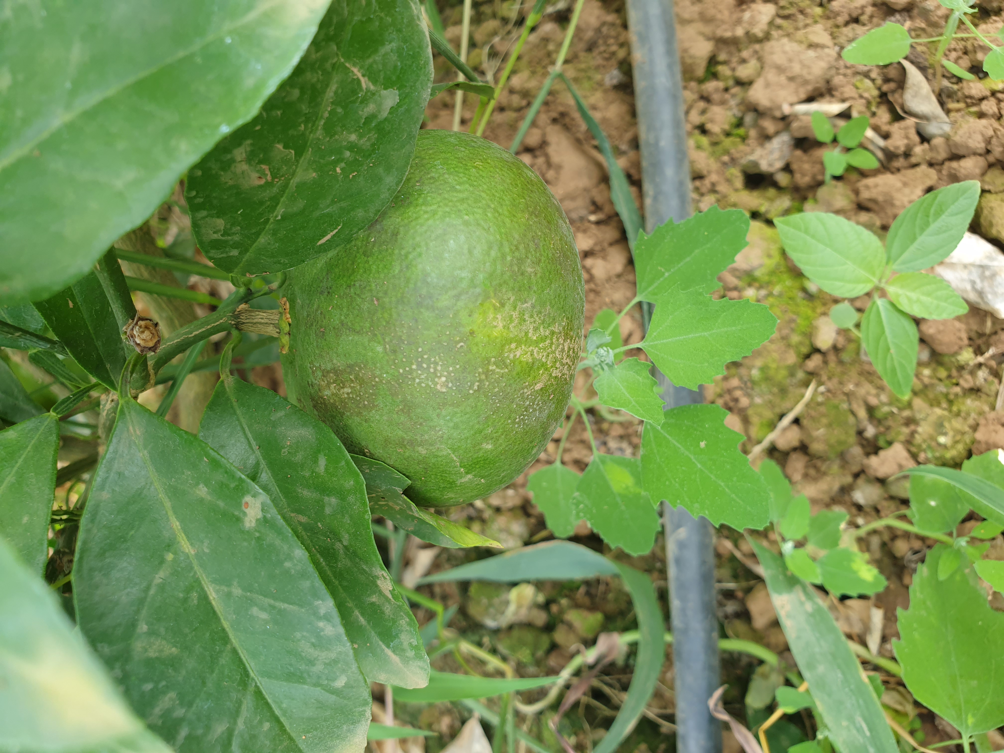 만감류 열매 이상