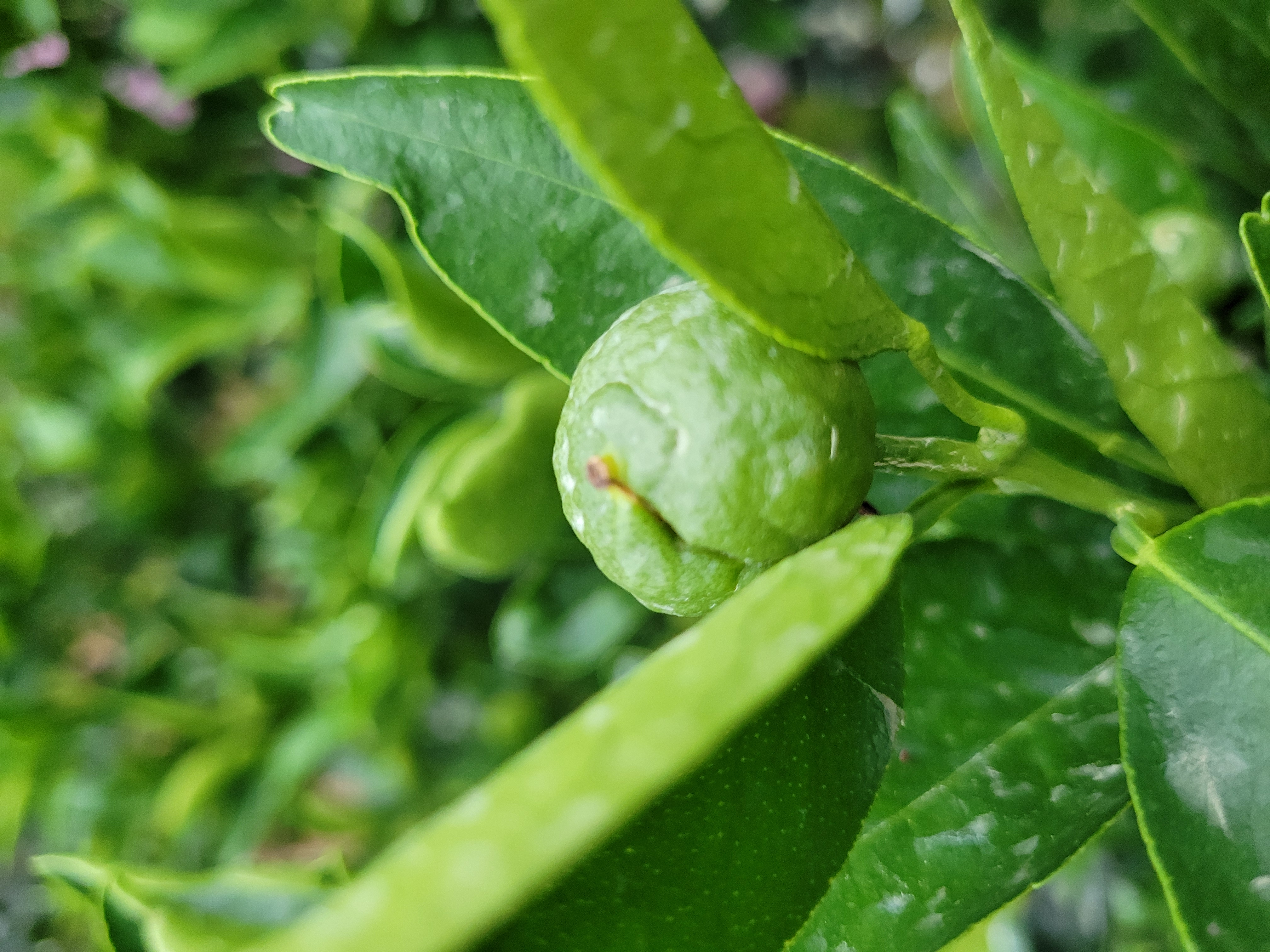 천혜향열매이상문의
