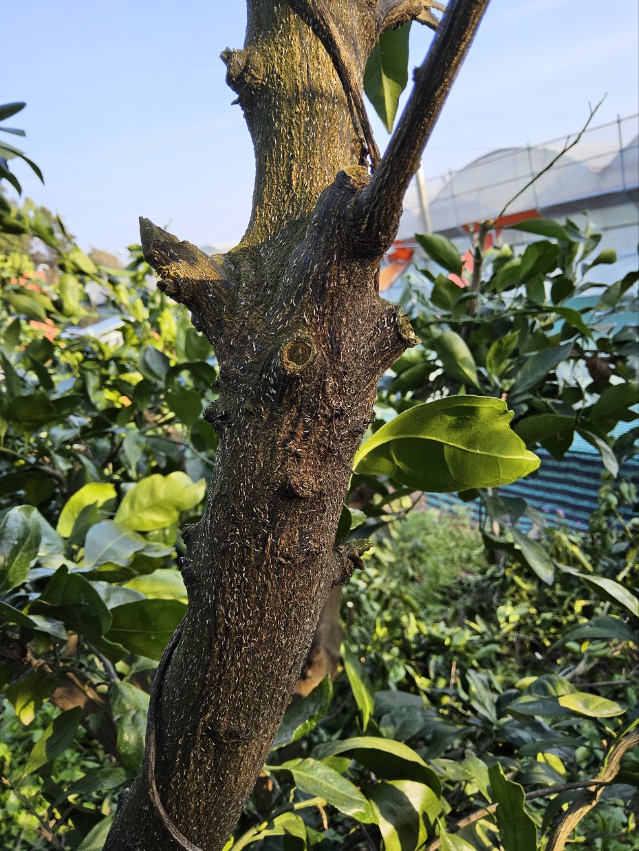 노지 감귤 주지에 붙어 있는게 무엇인지 궁금합니다.