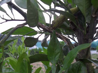 노지한라봉 나무가...