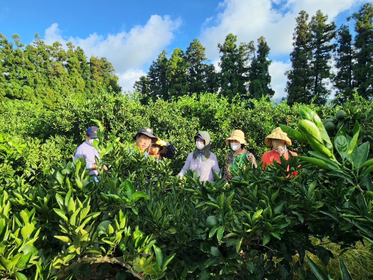 고품질감귤 안정생산을 위한 생활개선회원 열매솎기 수눌음 지도