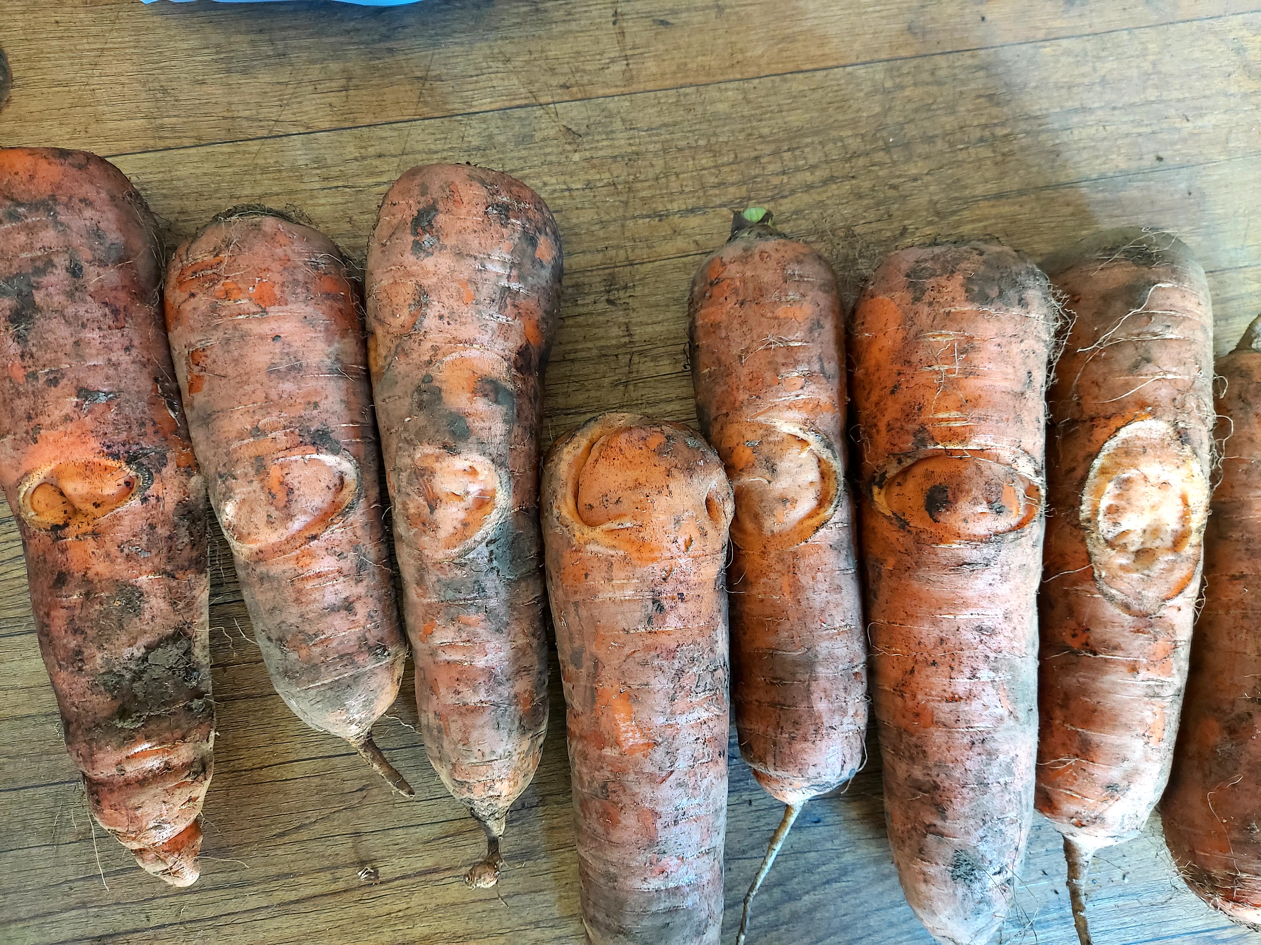 당근 문의합니다