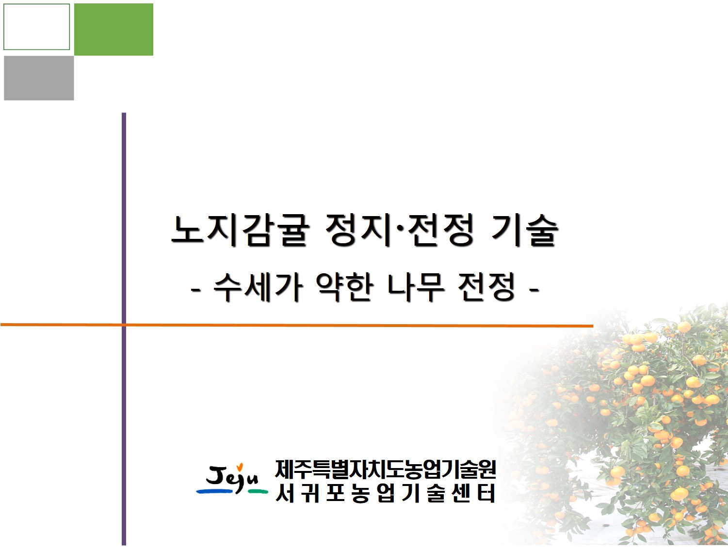 노지감귤 정지•전정 기술(수세가 약한 나무 전정)