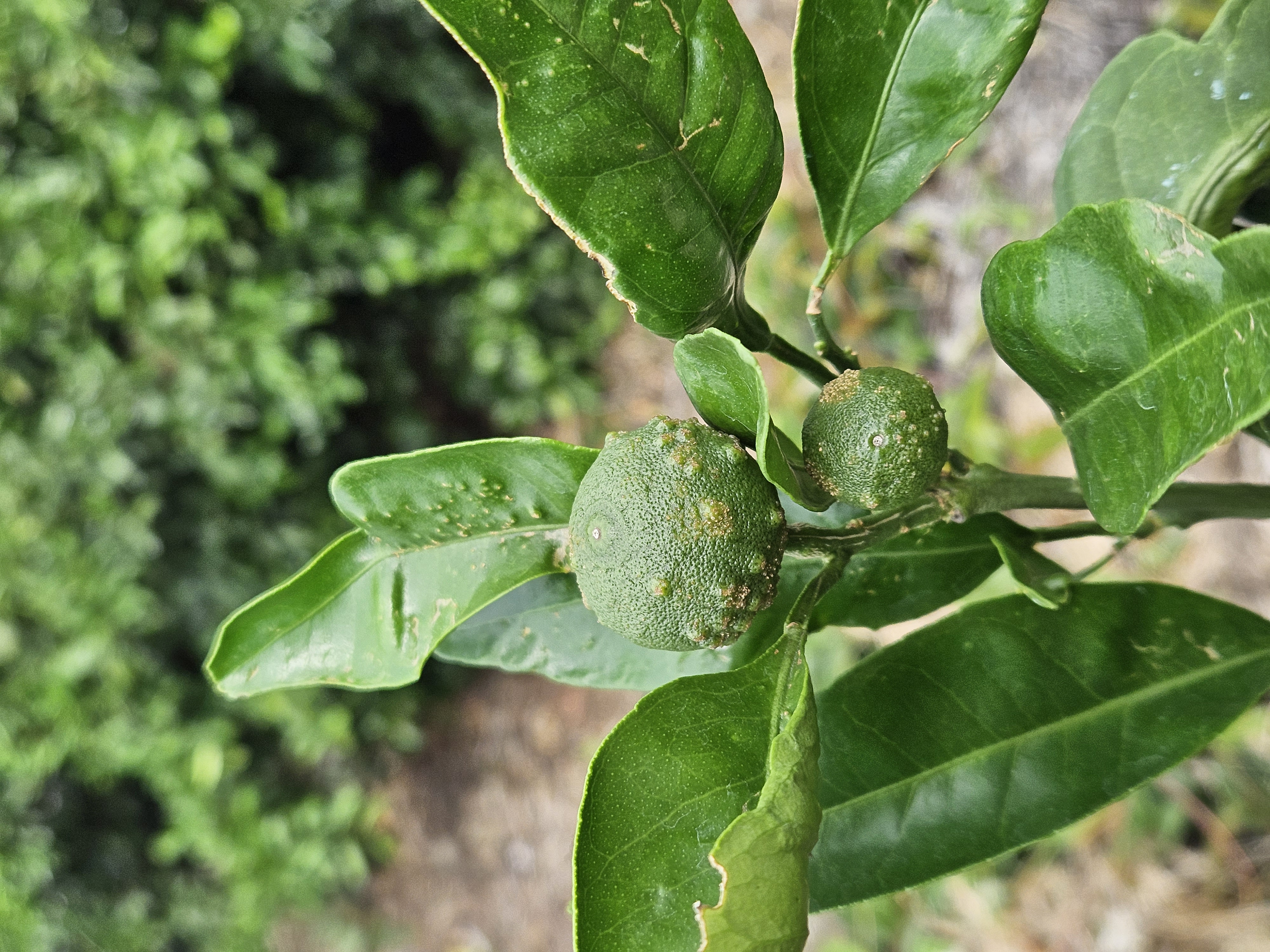 궤양병일까요?? 더뎅이, 창가병일까요??