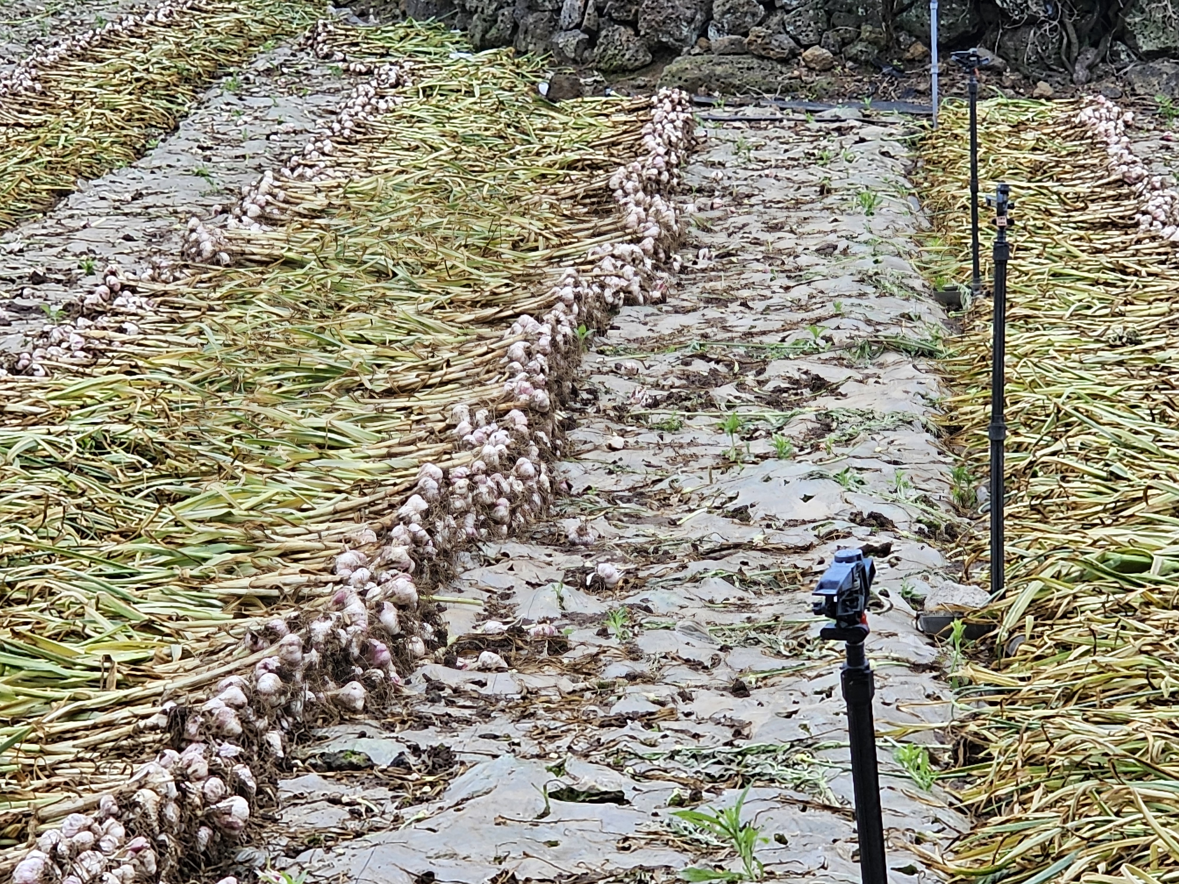 마늘재배 관련 질문드립니다