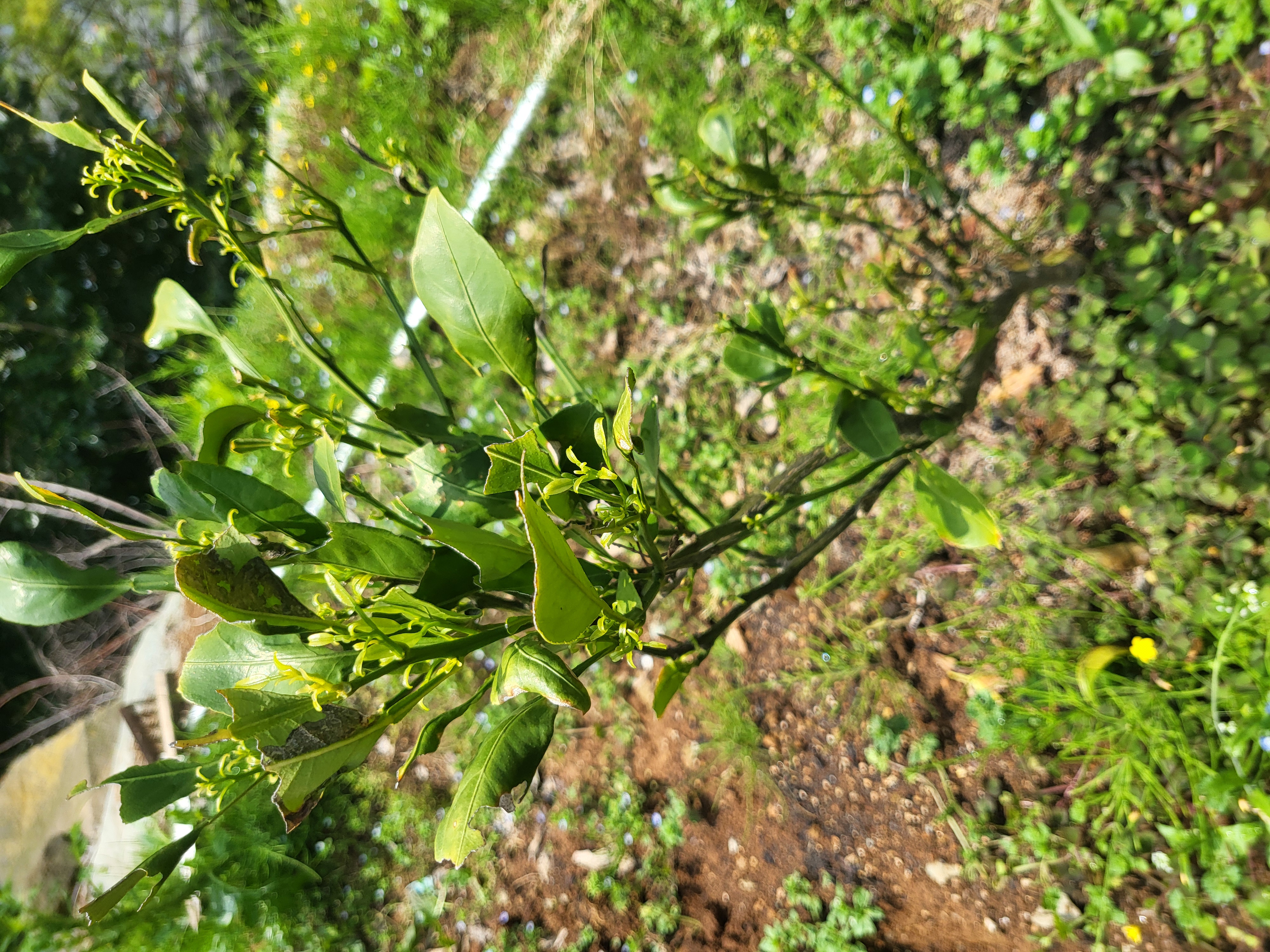 밀감병해충방제