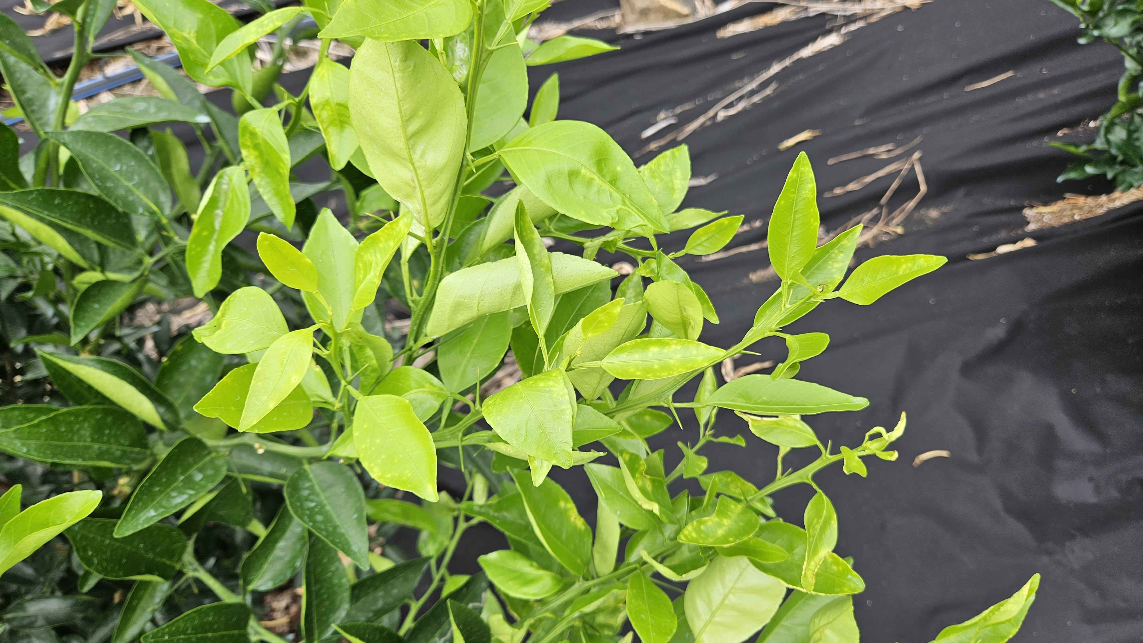 천혜향 병해충?