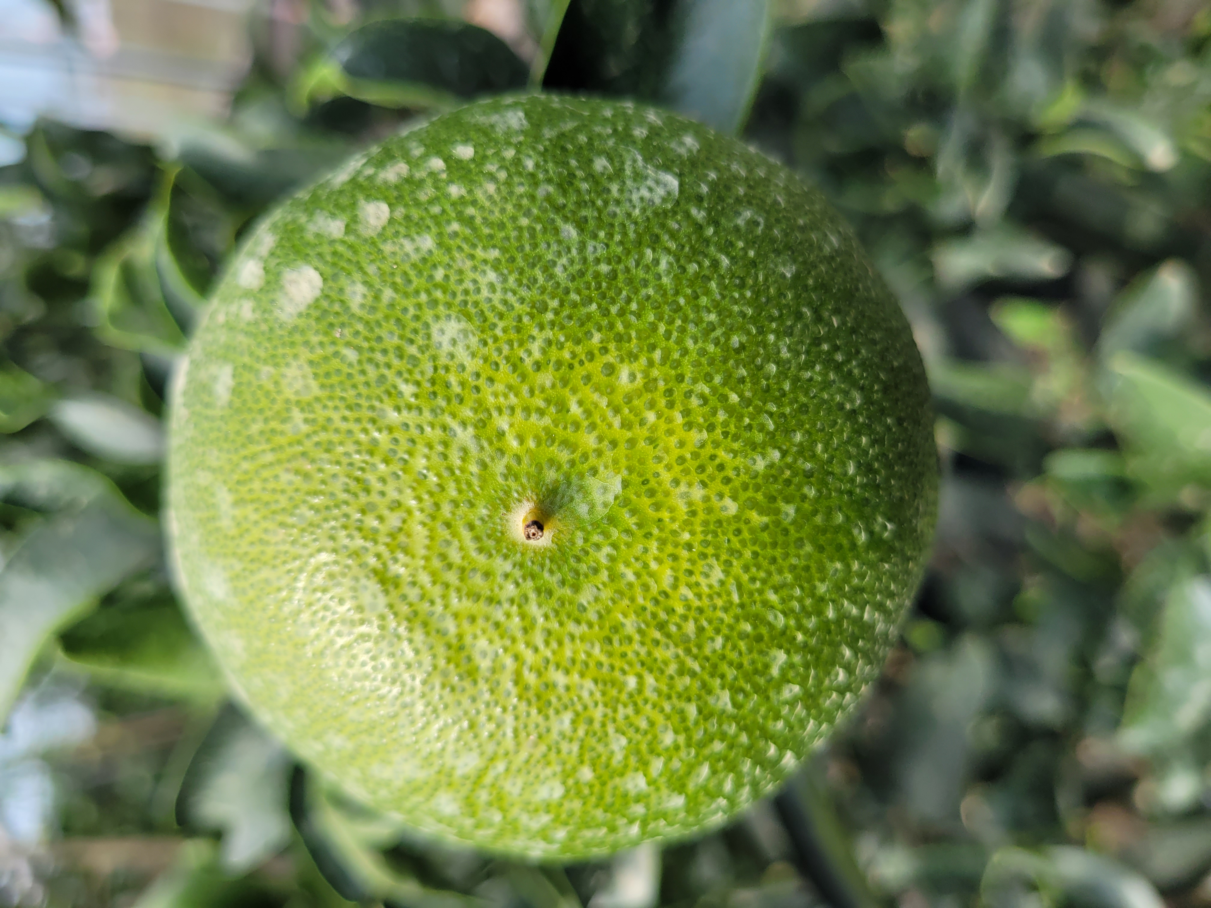 천혜향열매노란색띰