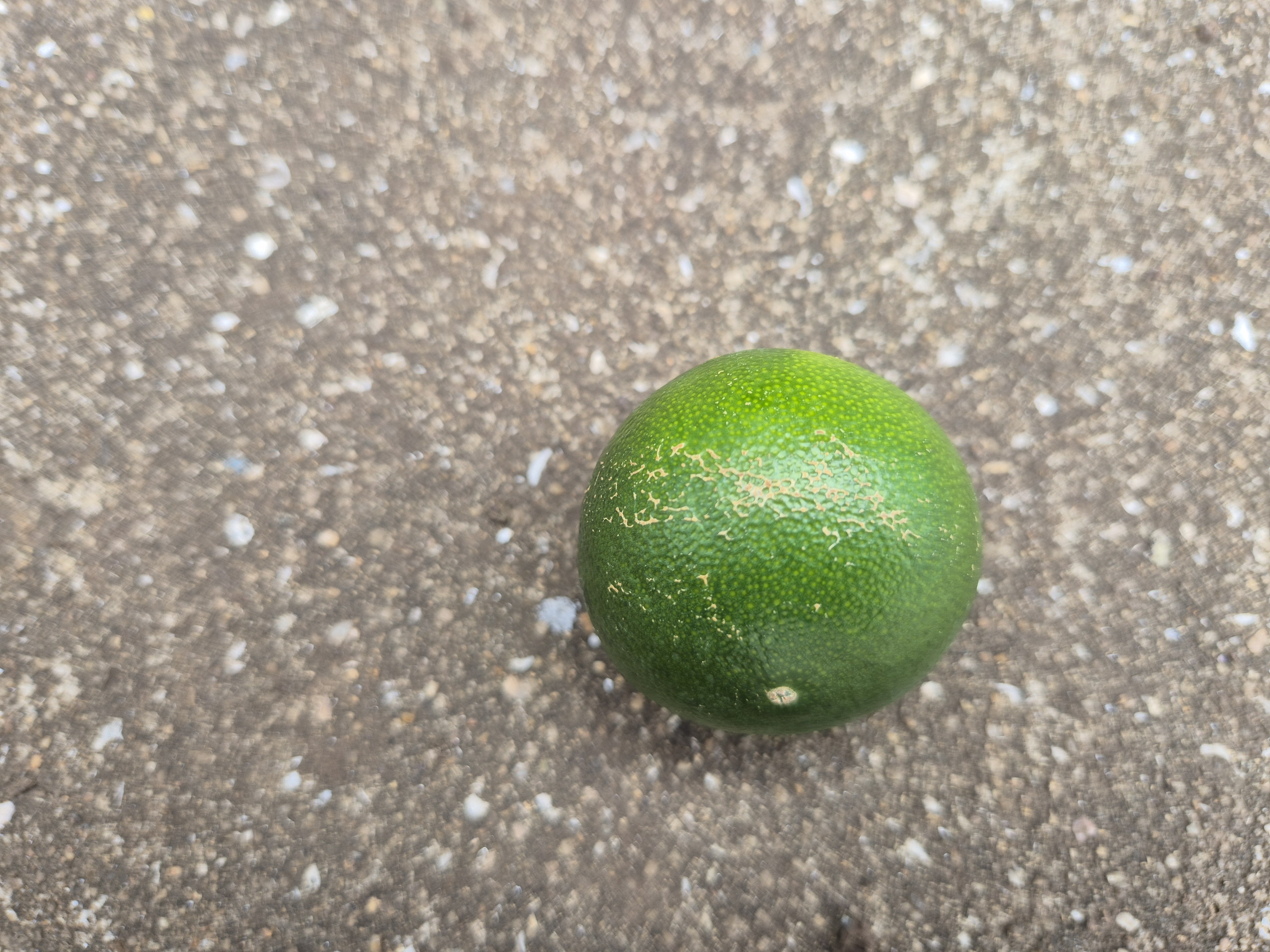 유라실생 과실문의