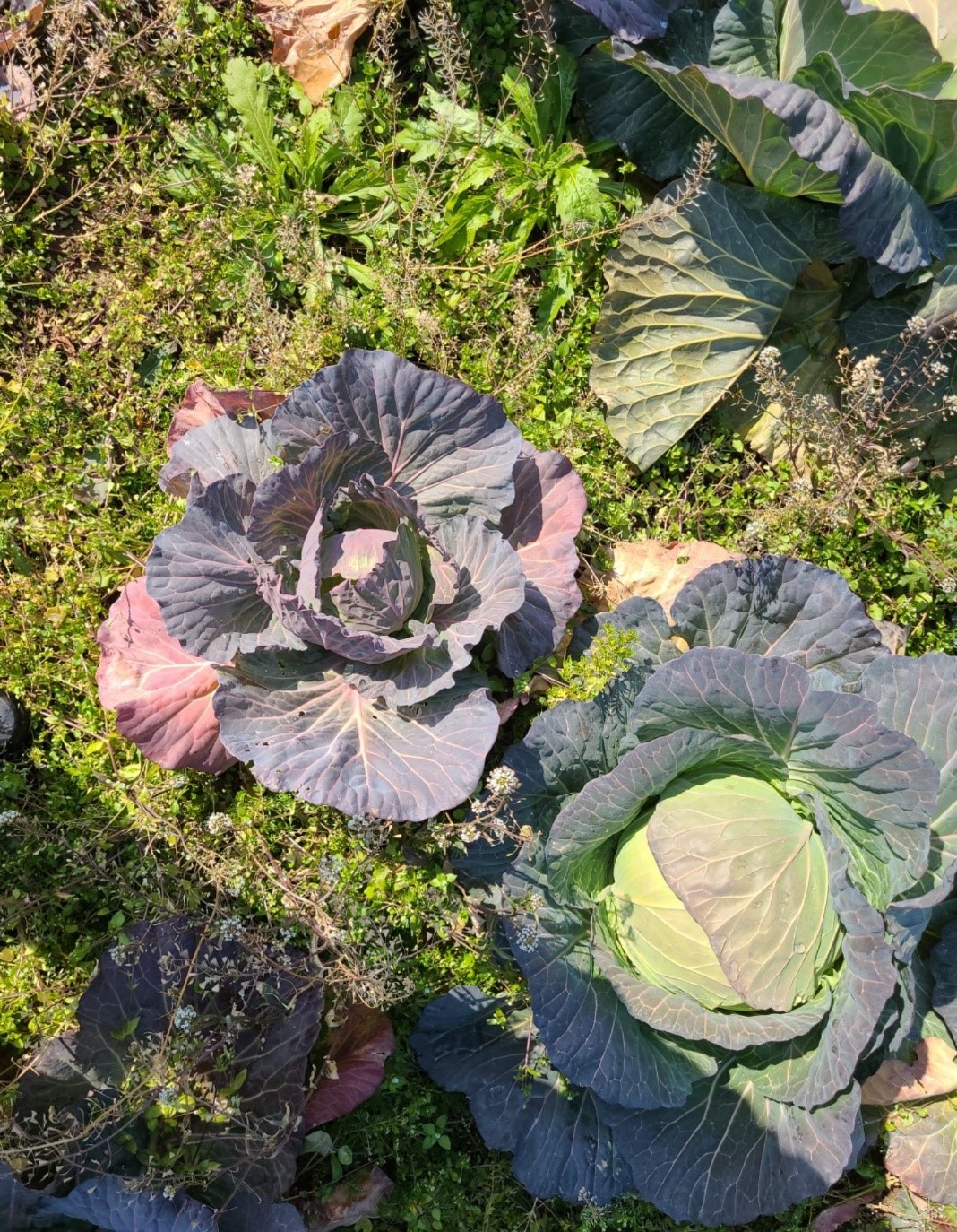 양배추 관련 문의 드립니다.