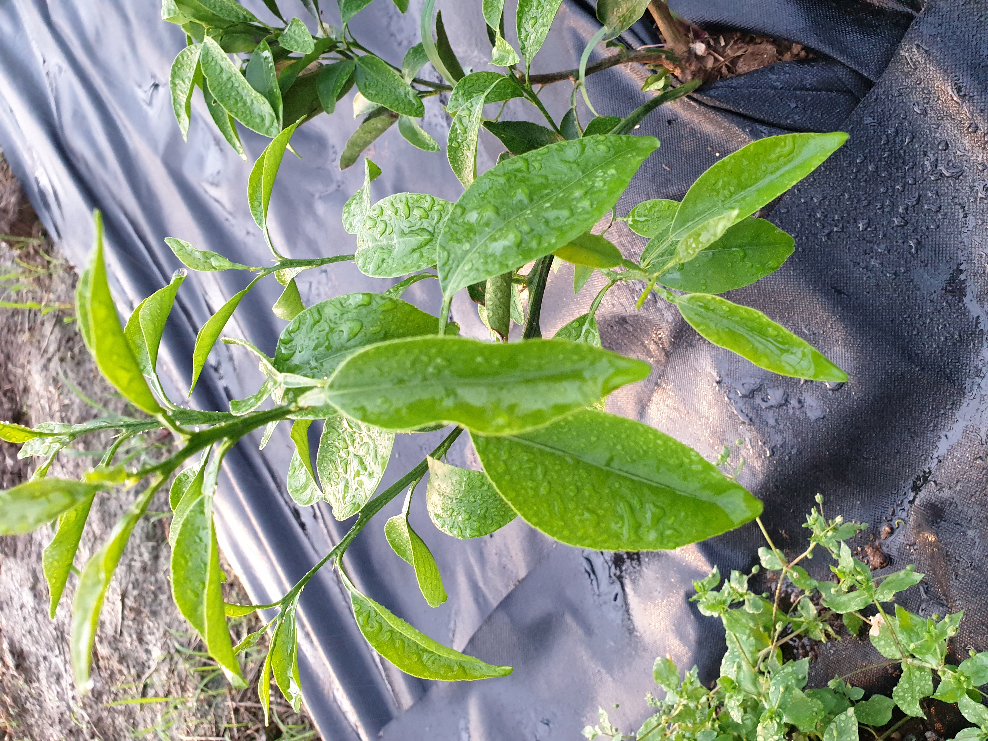 천혜향 잎의 말림과 기형