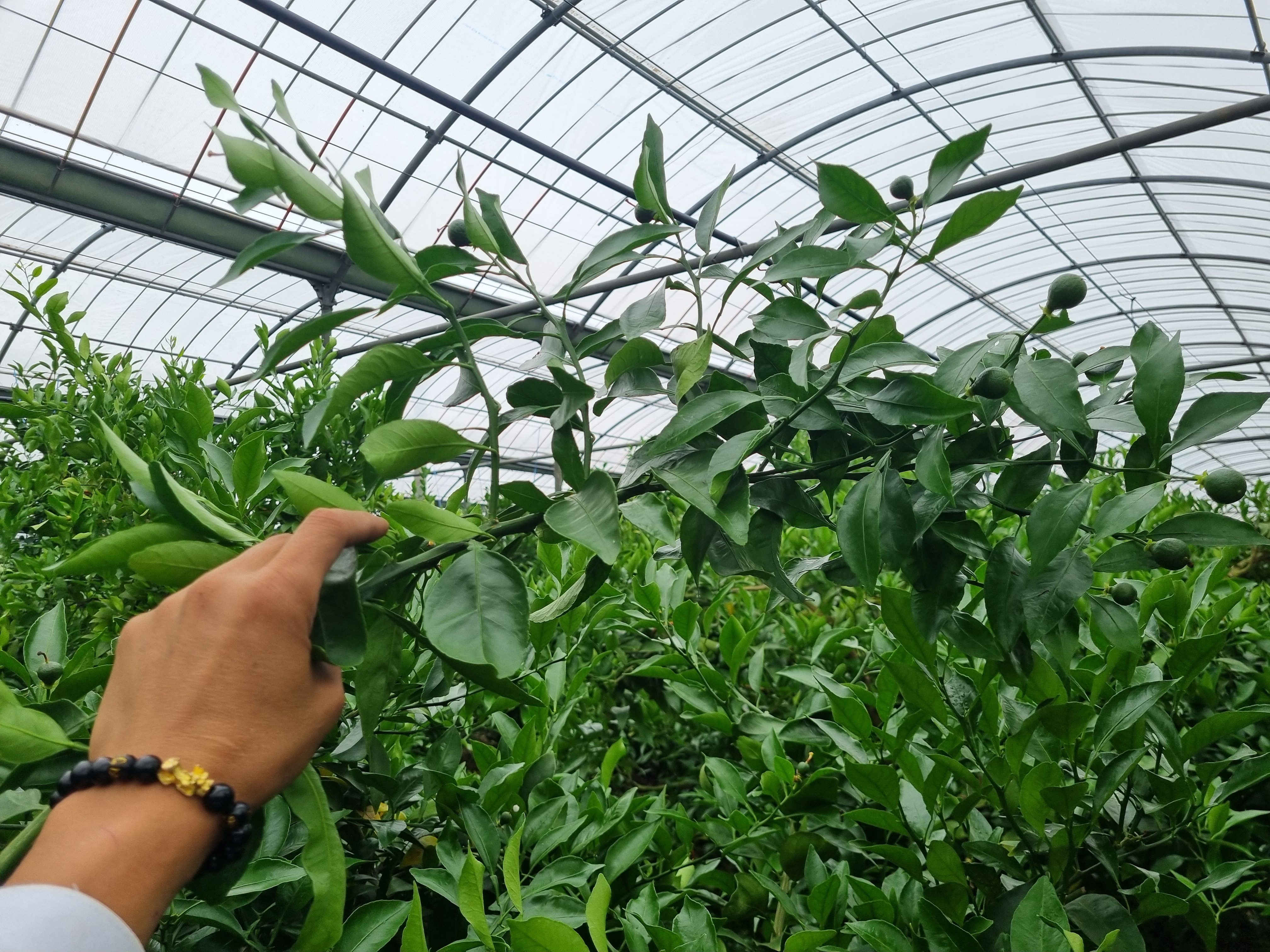 한라봉 결실되지않은 봄가지 정리방법 적과방법