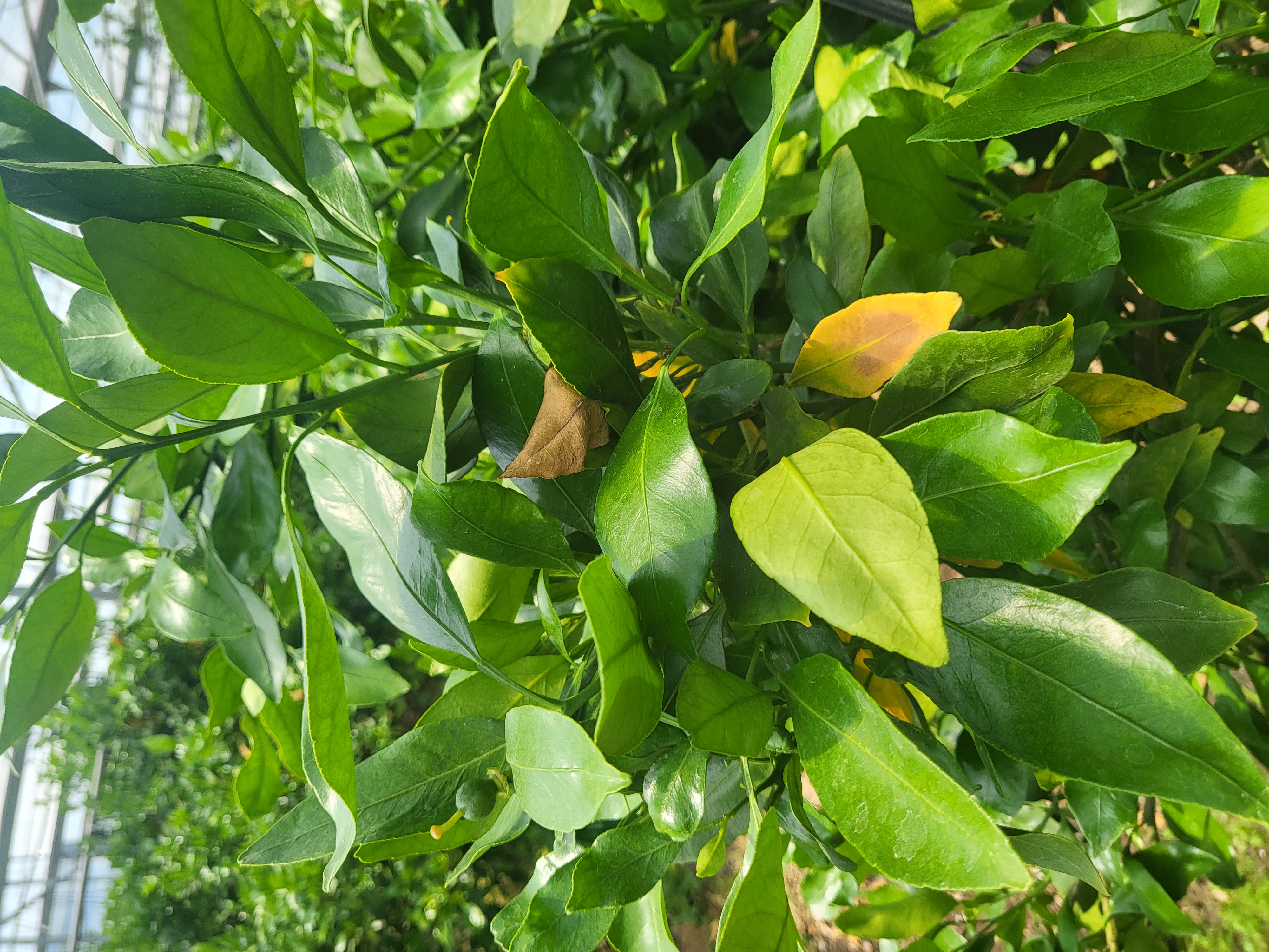 노랗게 변하는 레드향잎사귀