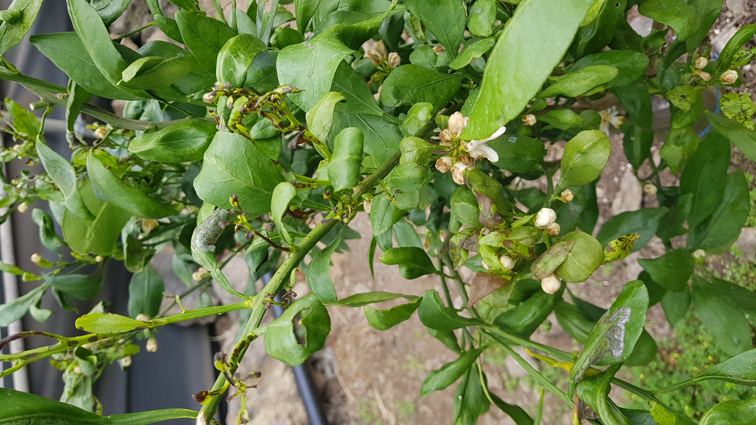 레드향나무관련