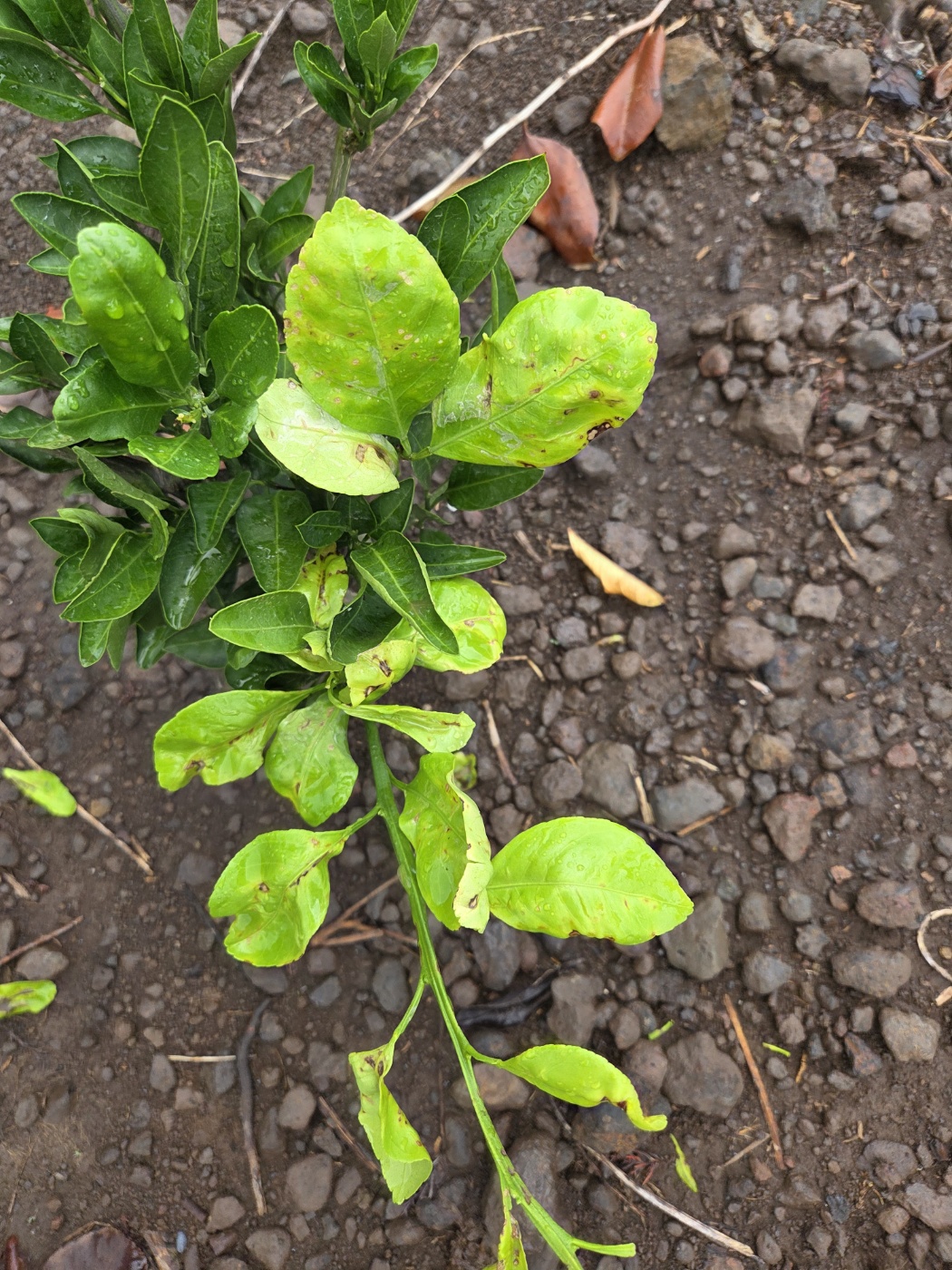 2년생 유라조생